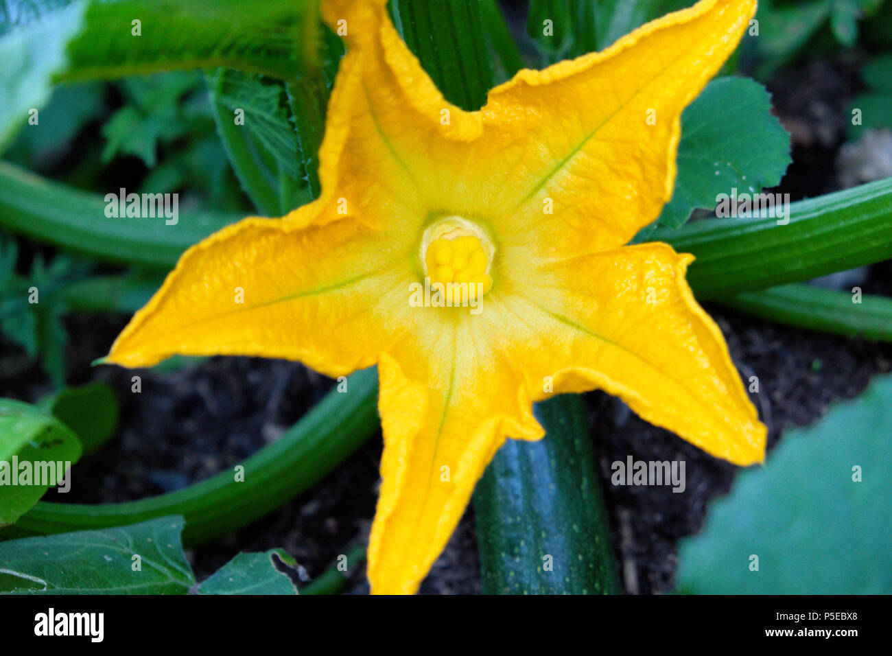 Fleur de courgette courgette ou en fleurs en été de plus en plus un pays rural potager dans Carmarthenshire Dyfed Pays de Galles UK KATHY DEWITT Banque D'Images
