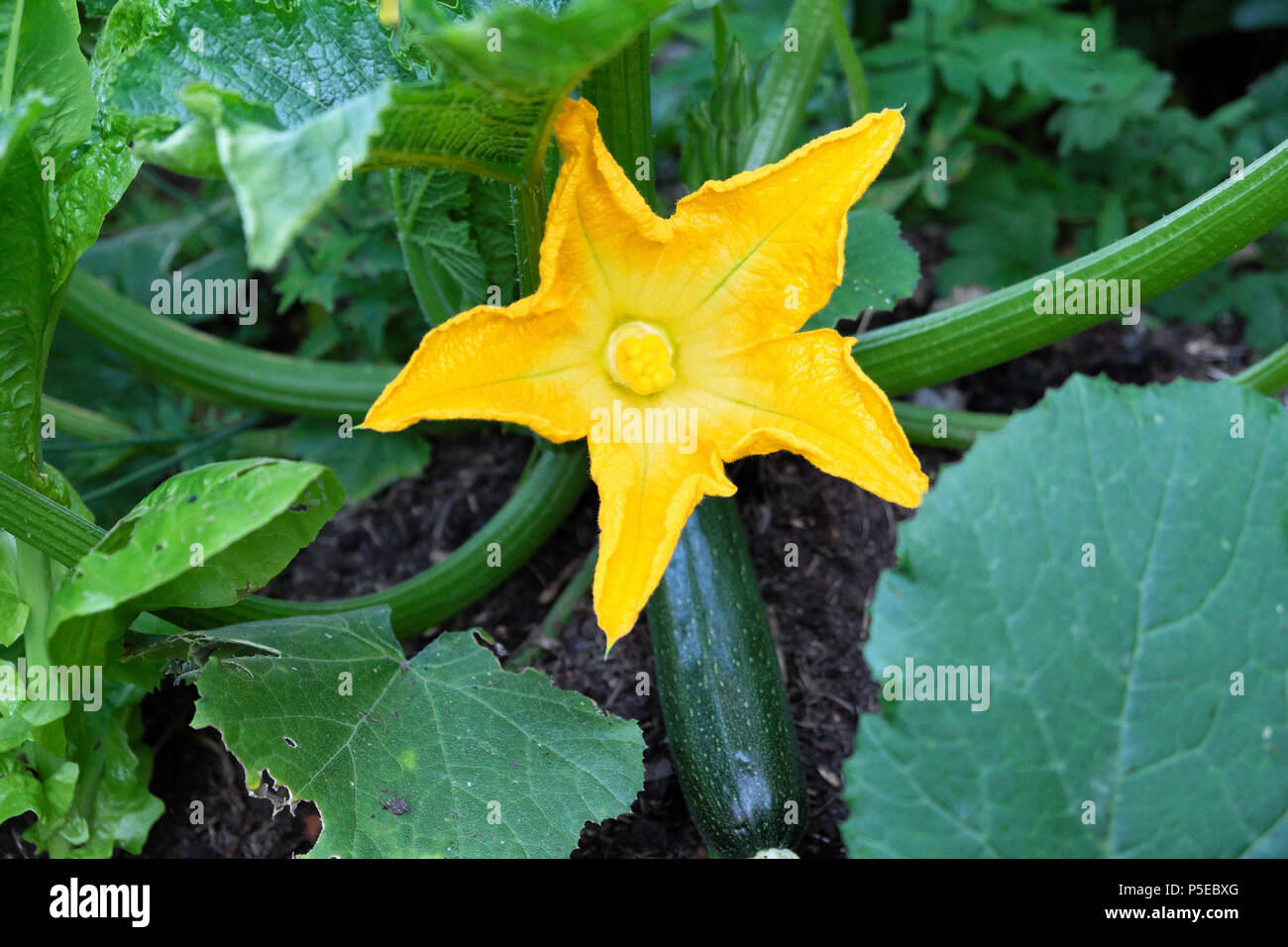 Courgette ou courgchini zuccini plante florale poussant dans le potager de campagne en juin été rural Carmarthenshire Dyfed pays de Galles UK KATHY DEWITT Banque D'Images