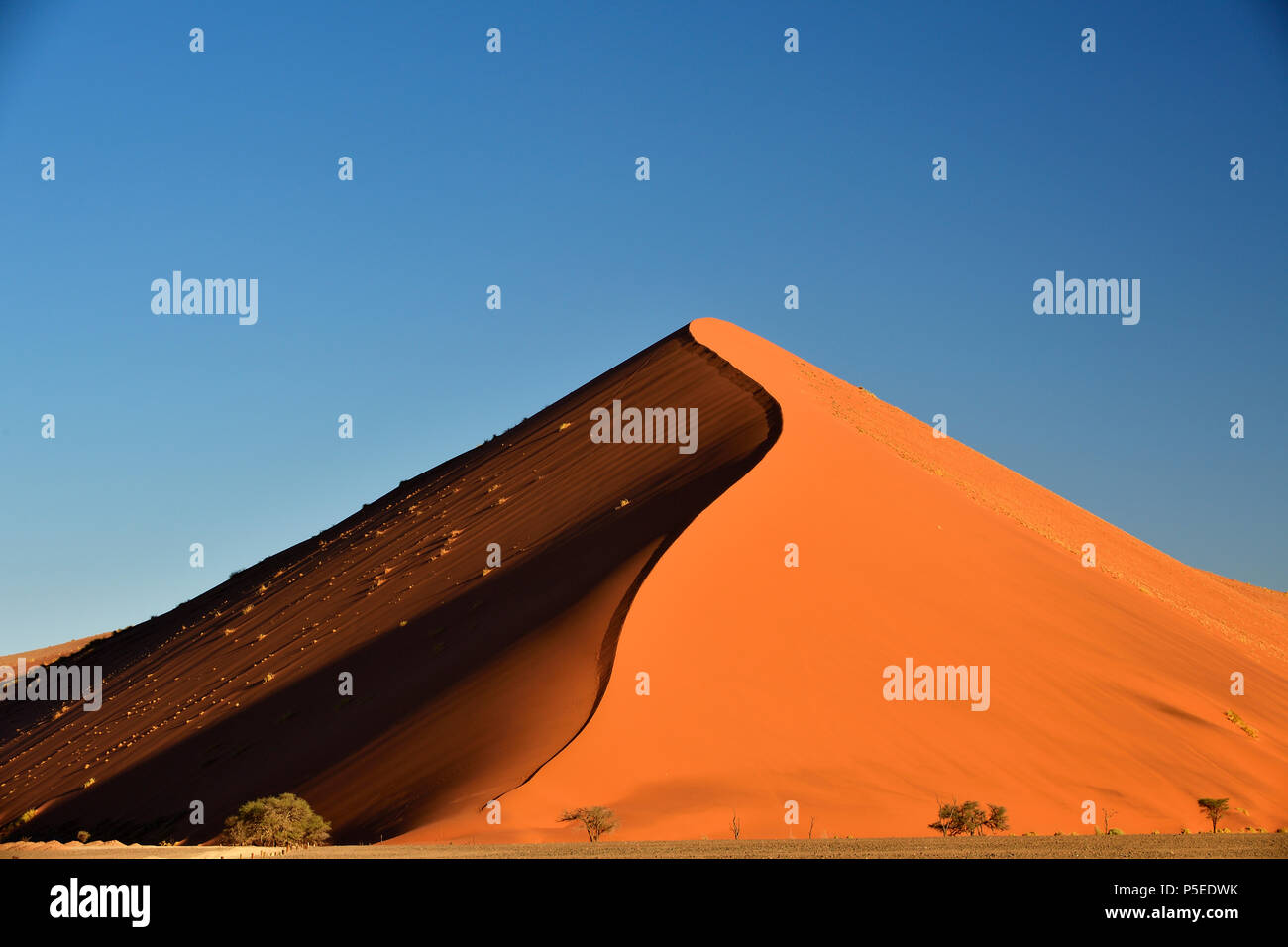 Dune 45, dune de sable dans la lumière du soir, Sossusvlei, Parc National Namib Naukluft, Namibie Banque D'Images