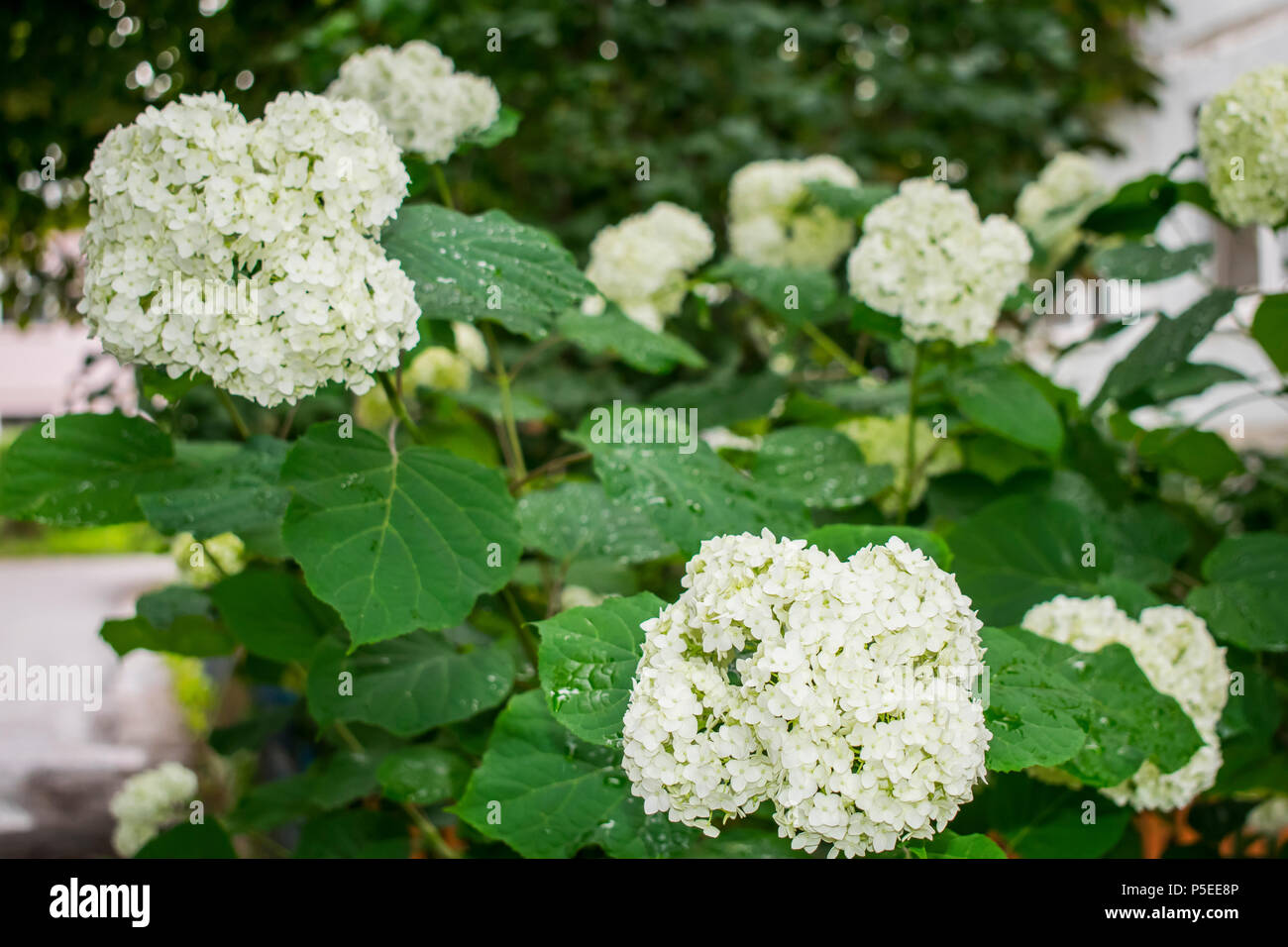 Arbuste à fleurs de printemps kalinin décoratives, fleurs blanches rondes  d'un viburnum Photo Stock - Alamy