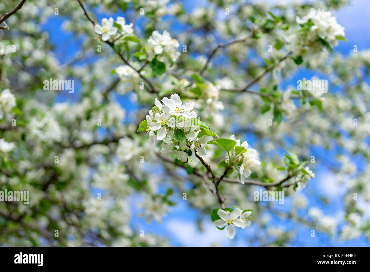 Pommiers en fleurs au printemps. Banque D'Images