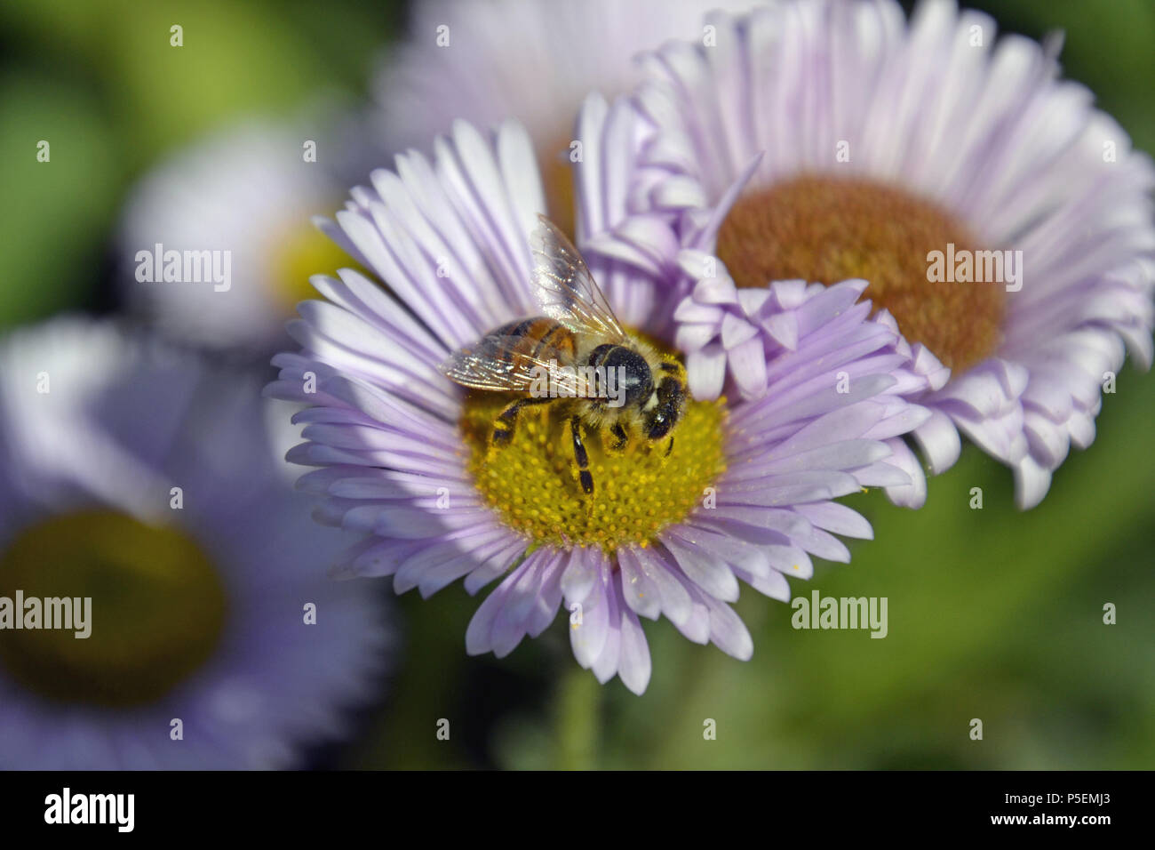 La collecte du pollen d'abeilles sur l'Erigeron glaucus 'Wayne Roderick' Fleur mauve. Banque D'Images