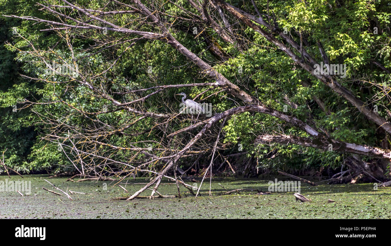 Carska Bara (étang impériale), la Voïvodine, Serbie - héron cendré (Ardea cinerea) perché sur un peuplier abattu Banque D'Images