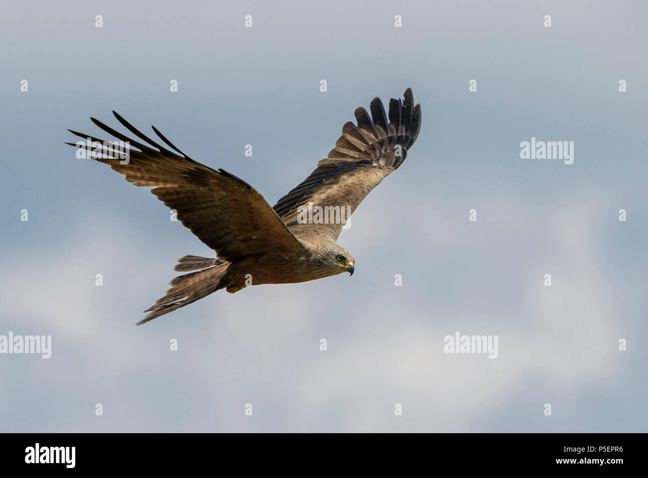 Milan noir - Milvus migrans, beau grand raptor du vieux monde les forêts et les collines, montagnes Rodope orientale, la Bulgarie. Banque D'Images