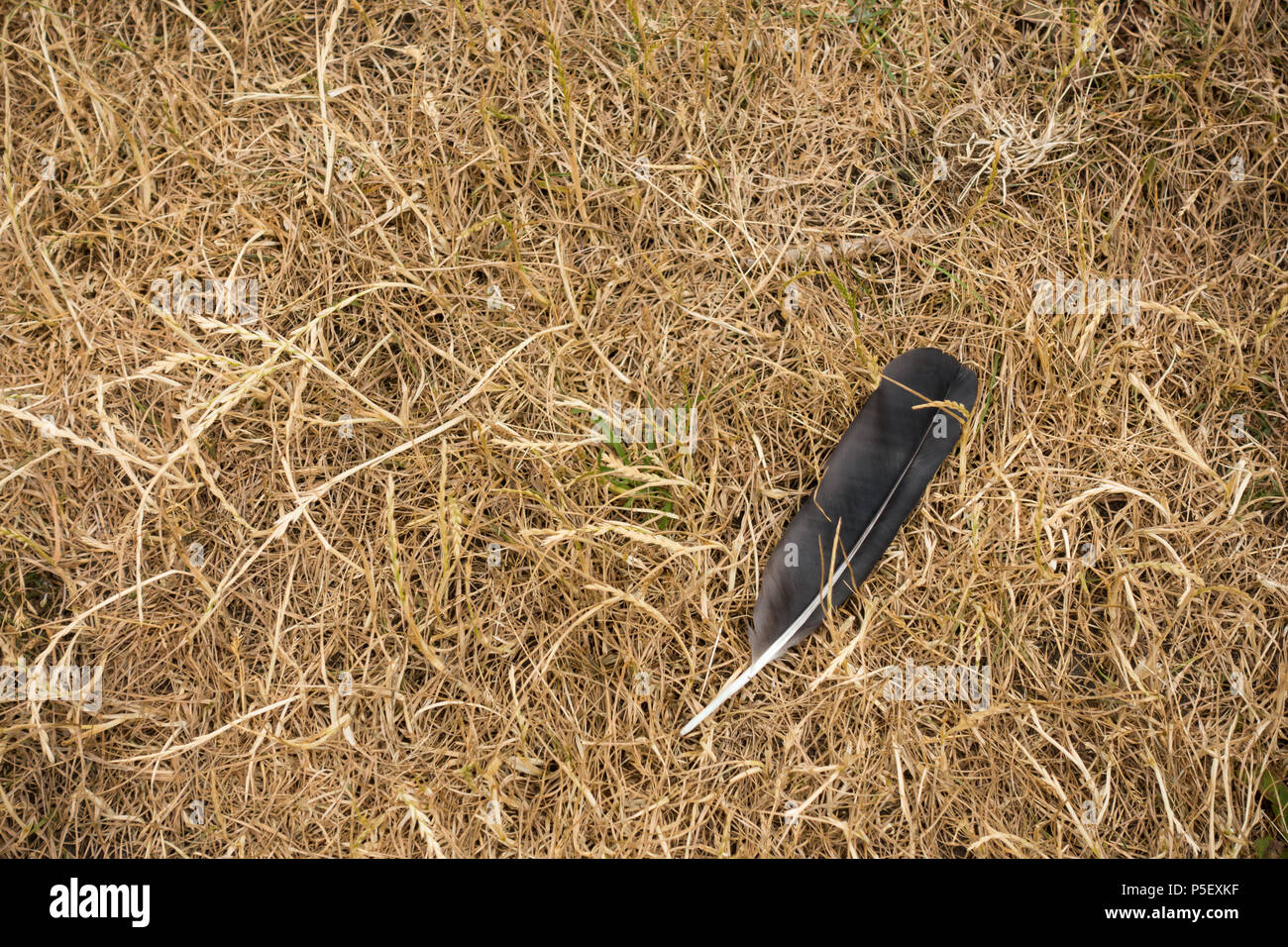 Une corneille feather allongé sur l'herbe sèche, l'été 2018 au Royaume-Uni Banque D'Images