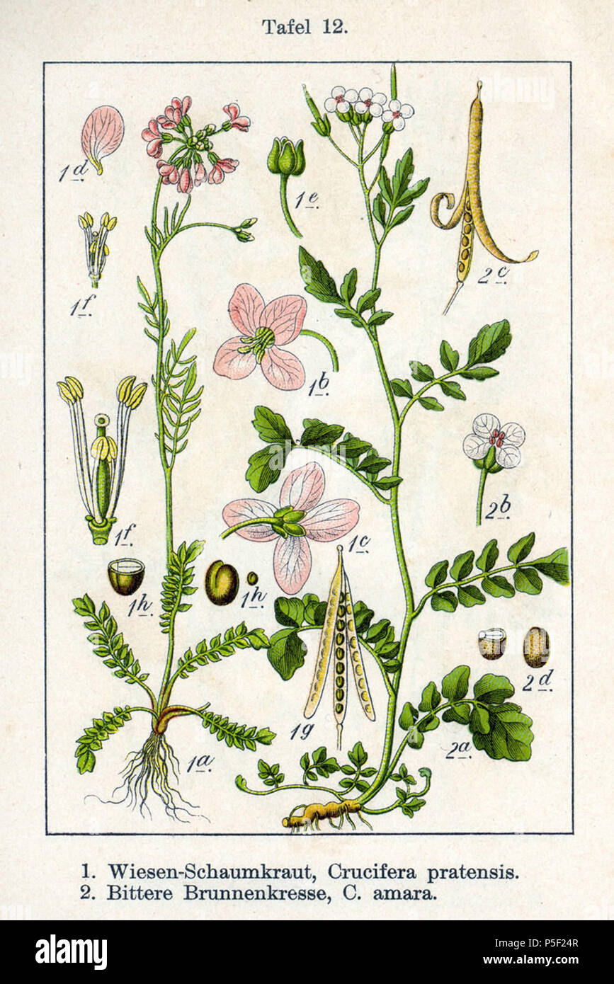 N/A. Anglais : 1. Cardamine pratensis subsp. pratensis, syn. Crucifera pratensis E.H.L. Krause 2. Cardamine amara subsp. amara, syn. Crucifera amara E.H.L. Krause Description originale 1. Wiesen-Schaumkraut, Crucifera pratensis 2. Bittere Brunnenkresse Crucifera, amara . 1796. Johann Georg Sturm (Peintre : Jacob Sturm) 270 Cardamine spp Sturm06012 Banque D'Images