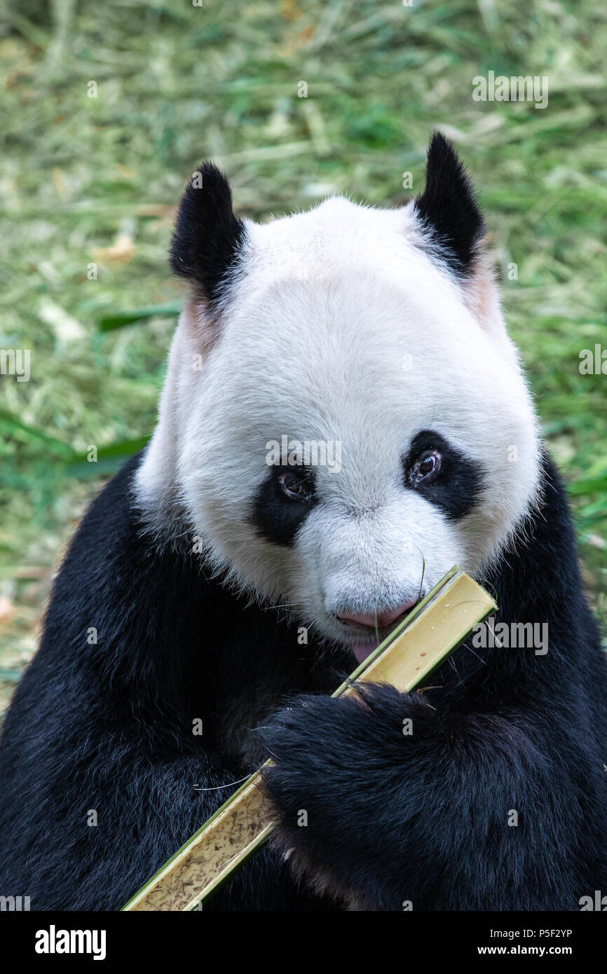 Portrait d'une espèce en voie d'ours panda noir et blanc manger le bambou. Singapour. Banque D'Images