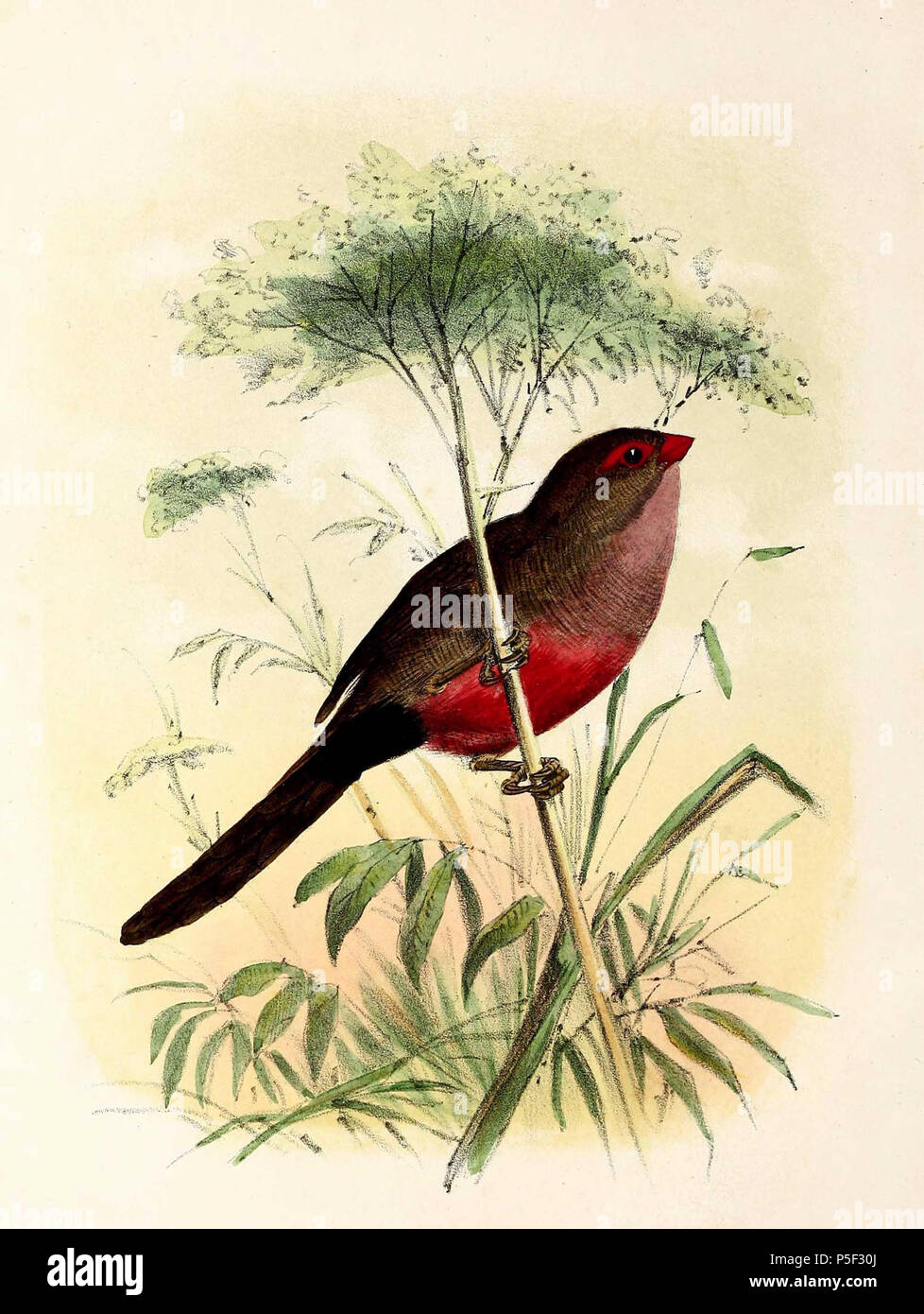 N/A. » Estrelda français : astrild astrild "  = Estrilda (Common waxbill) English : " Estrelda » Estrilda astrild astrild  = (Astrild ondulé) . 1869. John Gerrard Keulemans (1842-1912) Alternative Names Johannes Gerardus Keulemans ; J. G. Keulemans ornithologue néerlandais Description et l'artiste Date de naissance/décès 8 Juin 1842 29 décembre 1912 Lieu de naissance/décès Rotterdam London Authority control : Q1335286 VIAF:42113661 ISNI:0000 0000 6313 981X ULAN:500041975 RCAC:no98083374 ALN:35268760 532 WorldCat Estrilda astrild 1869 Banque D'Images