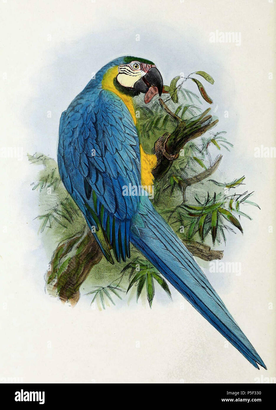 N/A. Anglais : " Arara aracauna "  = Ara ararauna (bleu et jaune) de l'ara Français : " Arara aracauna "  = Ara ararauna (Ara bleu) . 1876. John Gerrard Keulemans (1842-1912) Alternative Names Johannes Gerardus Keulemans ; J. G. Keulemans ornithologue néerlandais Description et l'artiste Date de naissance/décès 8 Juin 1842 29 décembre 1912 Lieu de naissance/décès Rotterdam London Authority control : Q1335286 VIAF:42113661 ISNI:0000 0000 6313 981X ULAN:500041975 RCAC:no98083374 ALN:35268760 116 Ara ararauna 1876 WorldCat Banque D'Images N/A. Anglais : " Arara aracauna "  = Ara ararauna (bleu et jaune) de l'ara Français : " Arara aracauna "  = Ara ararauna (Ara bleu) . 1876. John Gerrard Keulemans (1842-1912) Alternative Names Johannes Gerardus Keulemans ; J. G. Keulemans ornithologue néerlandais Description et l'artiste Date de naissance/décès 8 Juin 1842 29 décembre 1912 Lieu de naissance/décès Rotterdam London Authority control : Q1335286 VIAF:42113661 ISNI:0000 0000 6313 981X ULAN:500041975 RCAC:no98083374 ALN:35268760 116 Ara ararauna 1876 WorldCat Banque D'Images