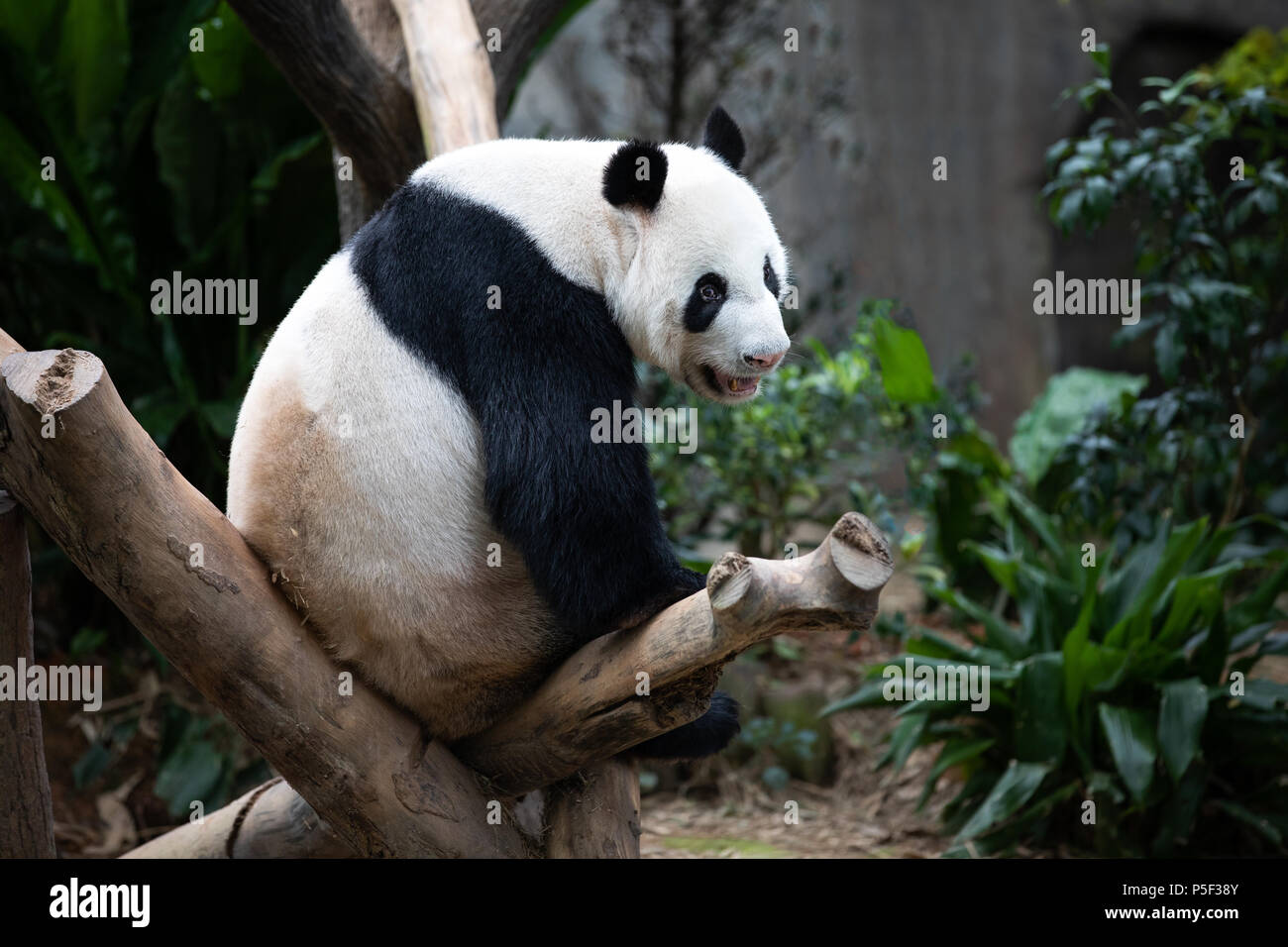 panda-assis-sur-un-arbre-banque-de-photographies-et-d-images-haute