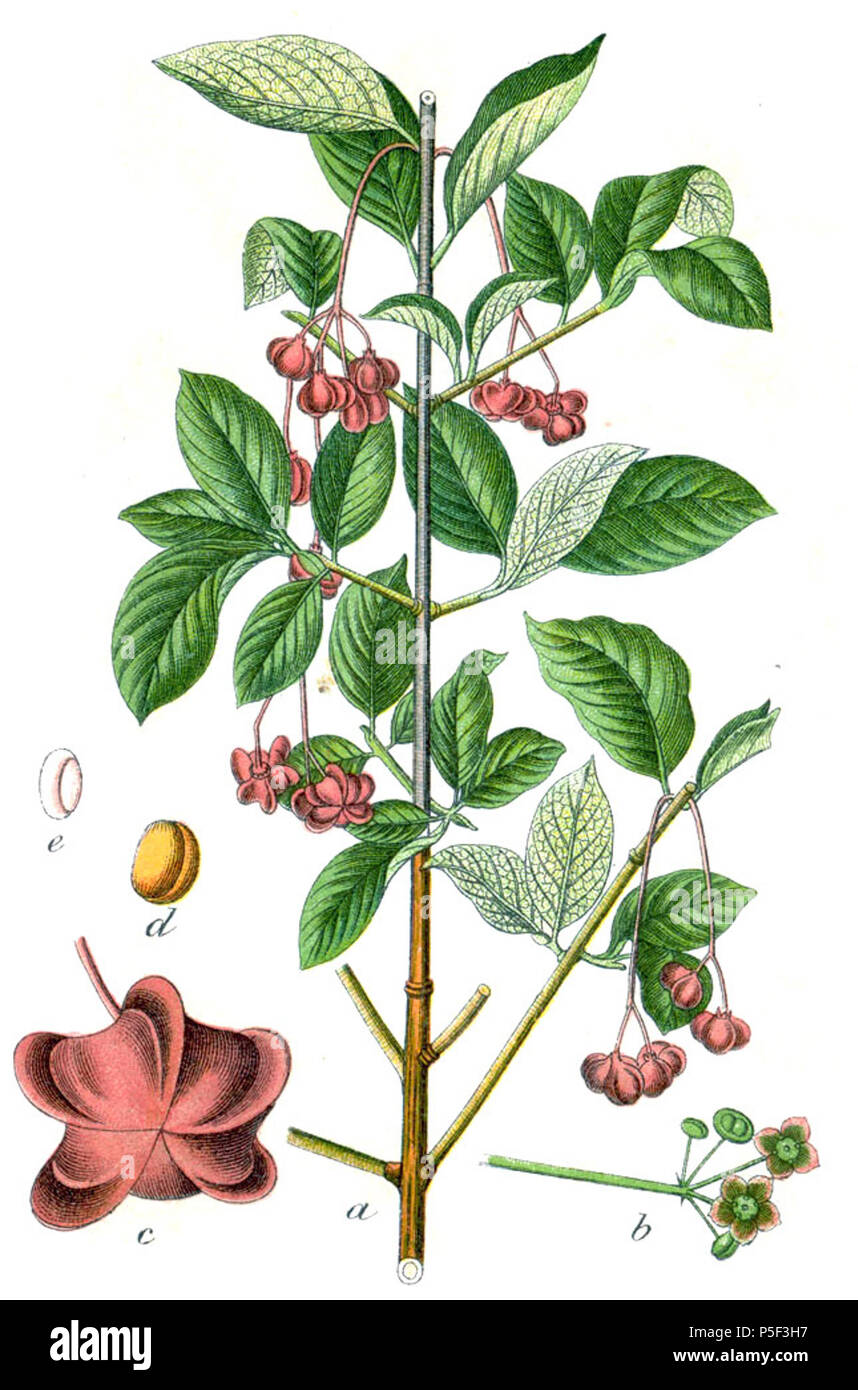 N/A. Euonymus latifolius (L.) Mill., syn. Euonymus latifolia (L.) Mill. Légende originale, Spindelbaum Breitblättriger Evonymus latifolia . 1796. Johann Georg Sturm (Peintre : Jacob Sturm) 535 Euonymus latifolius Sturm21 Banque D'Images