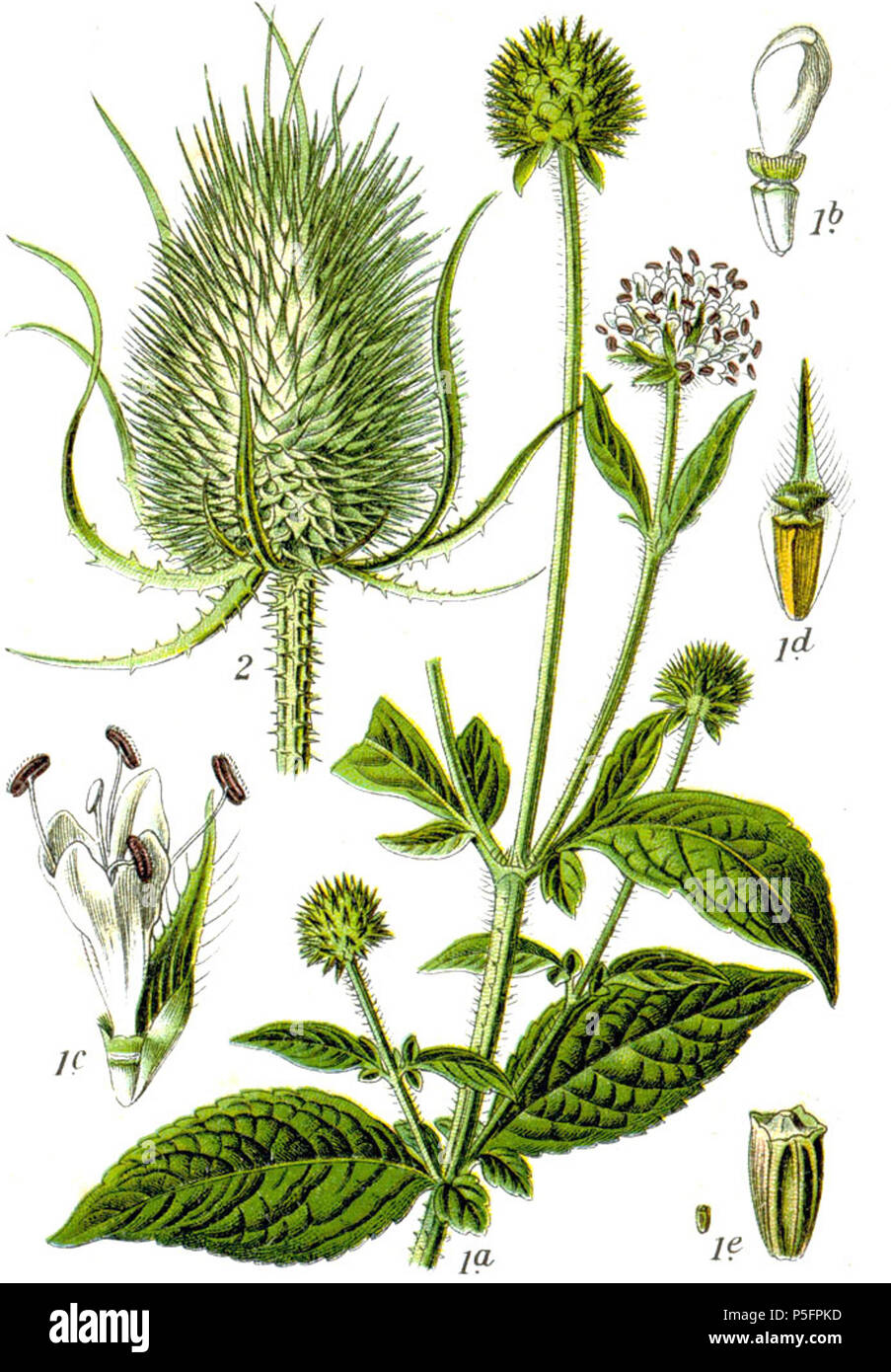 N/A. 1. Dipsacus pilosus L. 2. Dipsacus fullonum L., syn. Dipsacus sylvestris Huds. Légende originale 1. Hirtenstab, Dipsacus pilosus 2. Wilde Dipsacus silvestris, Karde . 1796. Johann Georg Sturm (Peintre : Jacob Sturm) 456 Dipsacus spp Sturm1 Banque D'Images