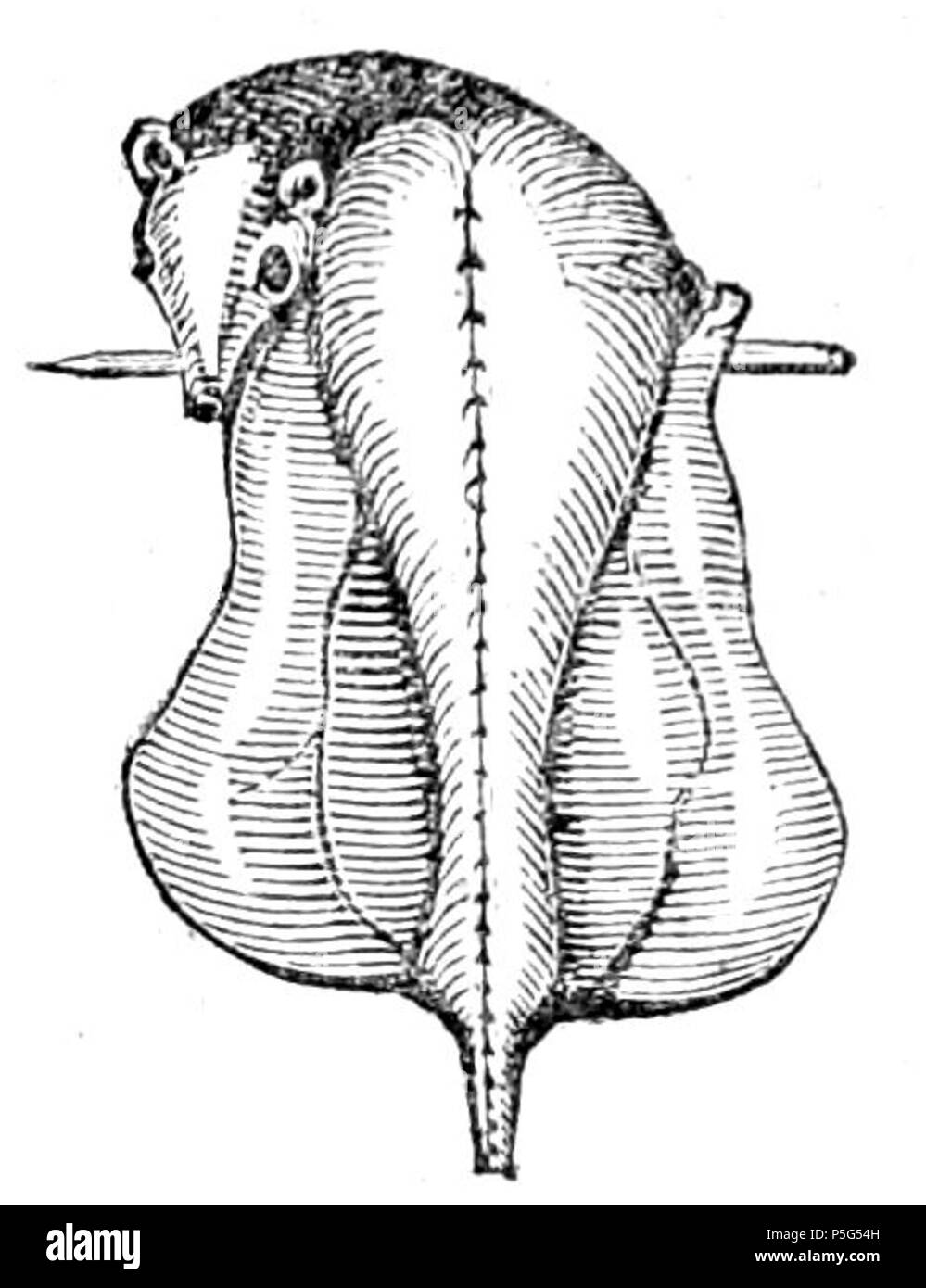N/A. Méthode de l'ébullition lapin. 1851. Anne Cobbett (1795-1877) 516 lapin domestique Anglais Banque D'Images