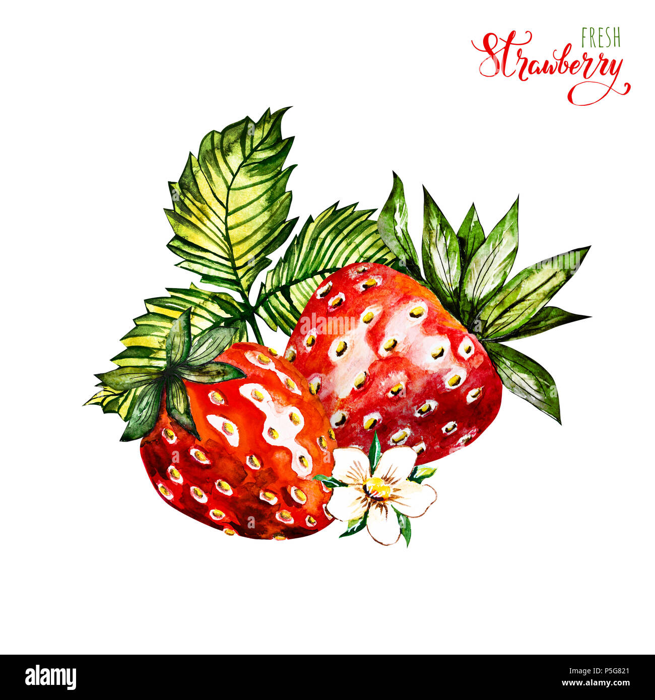 Fraise à la main de l'aquarelle sur fond blanc. Illustration de baies. Aquarelle floral background avec des fraises. Carte d'été. Banque D'Images