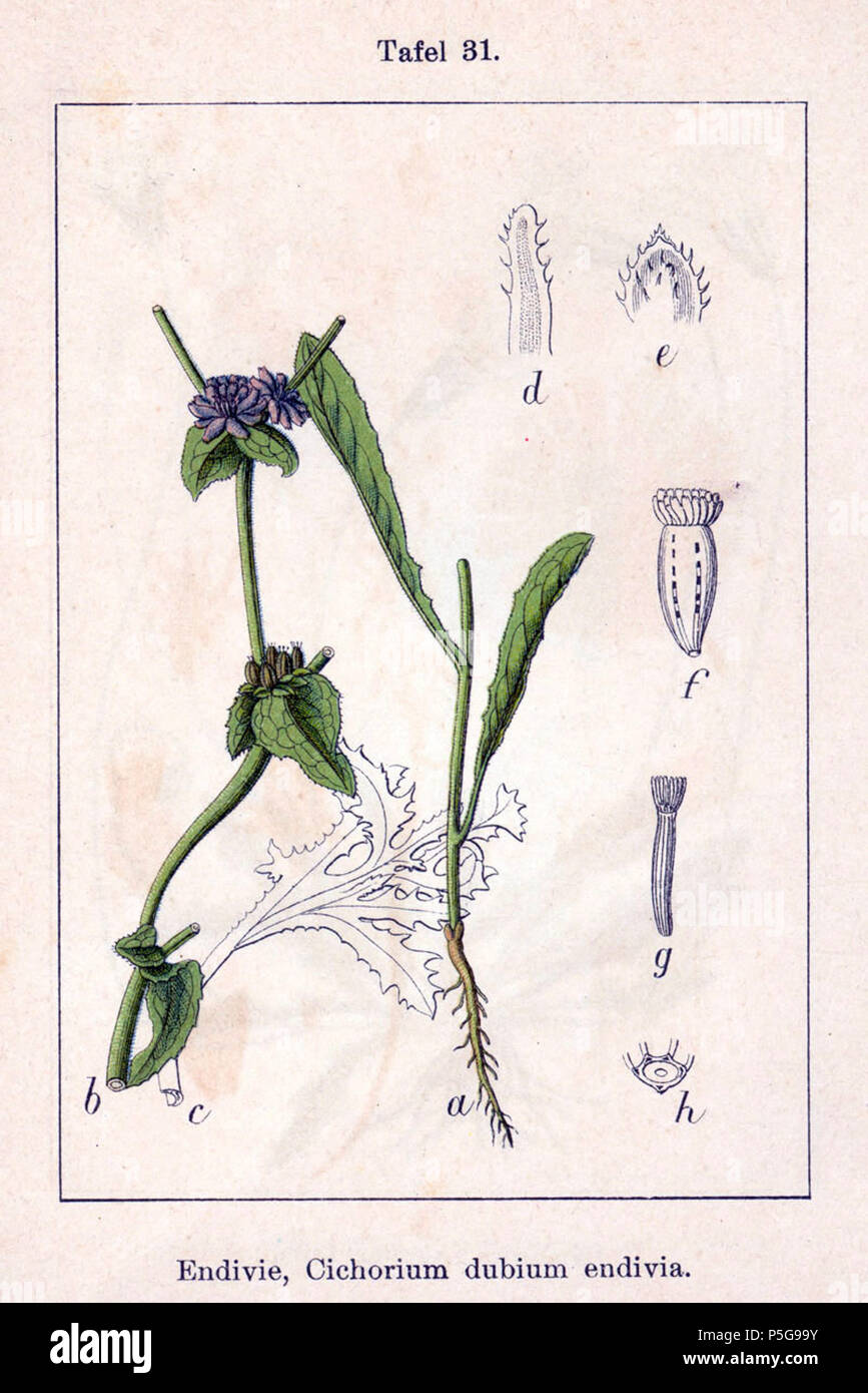 N/A. Anglais : Cichorium endivia L. sans solution nom : Cichorium dubium E. H.L.Krause Description originale', 'Endivie Cichorium endivia dubium . 1796. Johann Georg Sturm (Peintre : Jacob Sturm) 348 Cichorium Sturm31 Banque D'Images