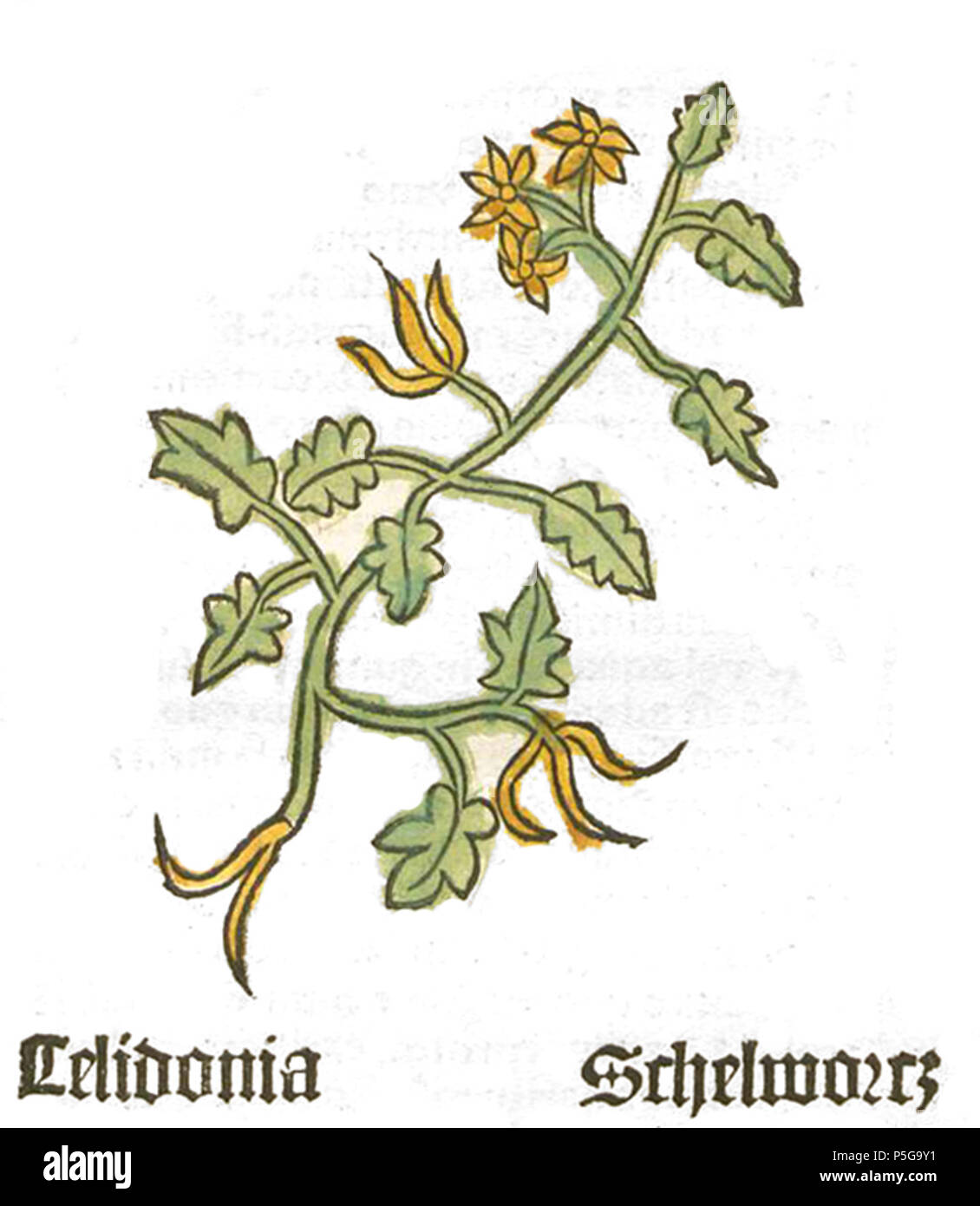 N/A. Deutsch : Figure von Celidonia . 1484. Herbarius inconnu 285 Celidonia Banque D'Images