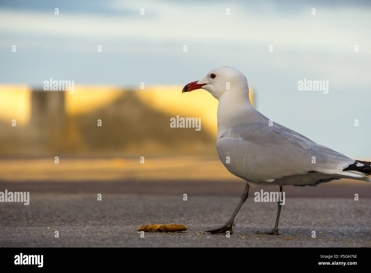 Mallorca, alarmé mouette debout sur rue à côté de morceau de pain Banque D'Images
