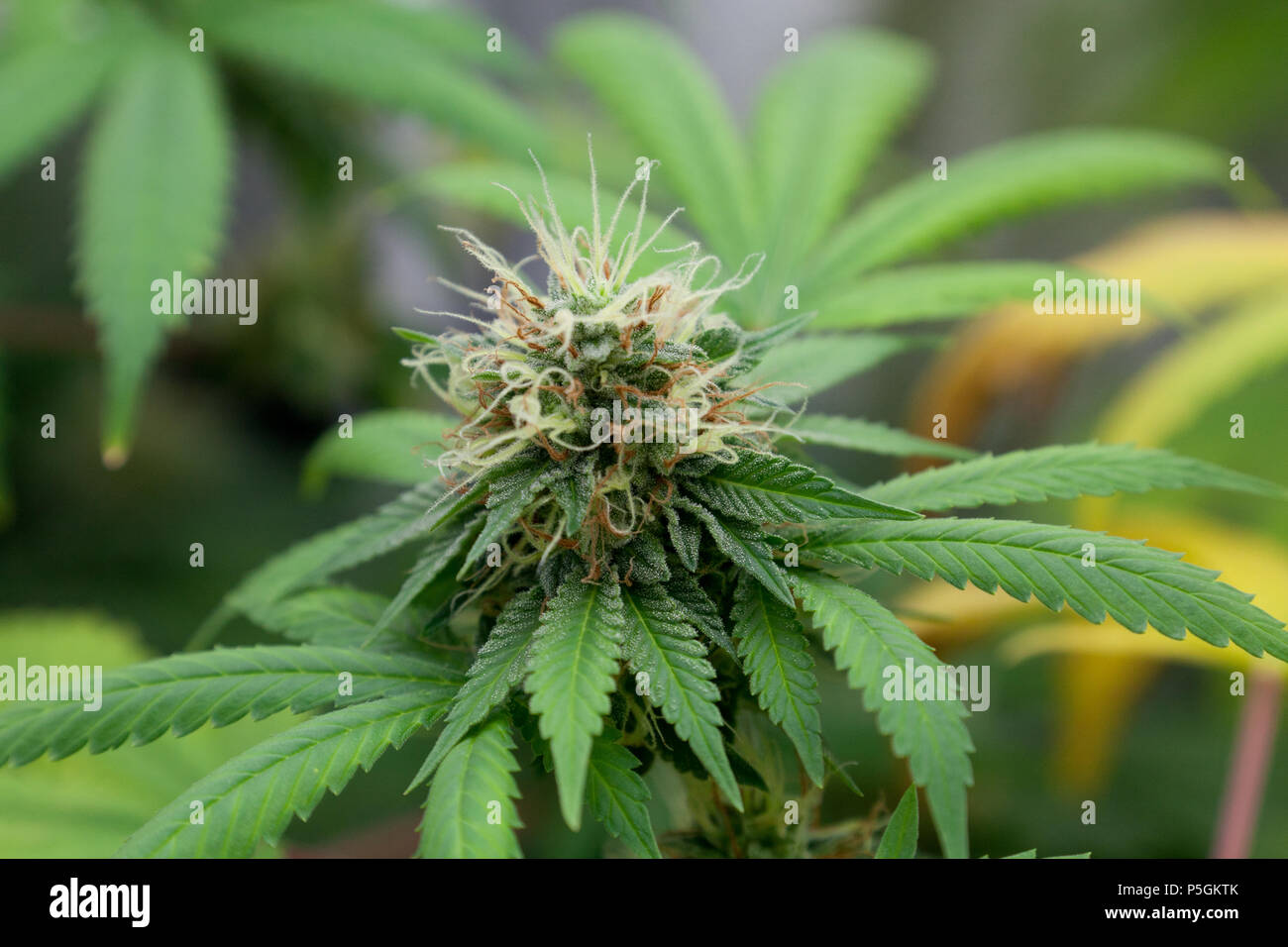 Plante de cannabis Banque D'Images