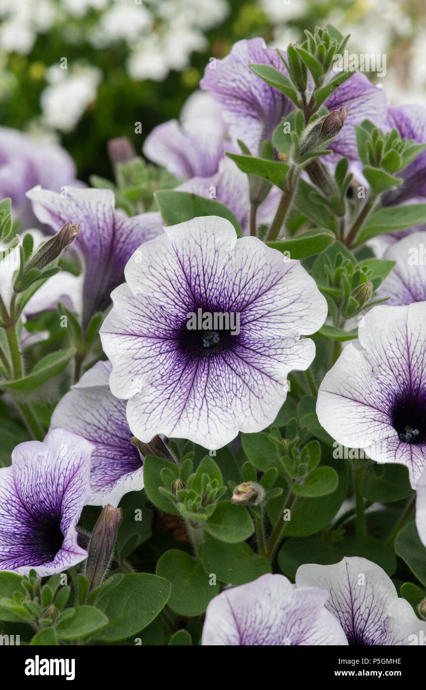 Petunia x hybrida 'Sanguna veine bleu fleurs' Banque D'Images