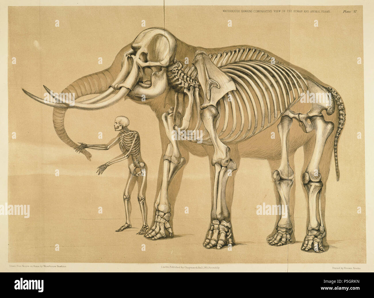 N/A. Anglais : étude comparative de l'humain et le bâti de l'éléphant . 1860. Benjamin Waterhouse Hawkins 373 vue comparative de l'humain et le bâti de l'éléphant, Benjamin Waterhouse Hawkins, 1860 Banque D'Images