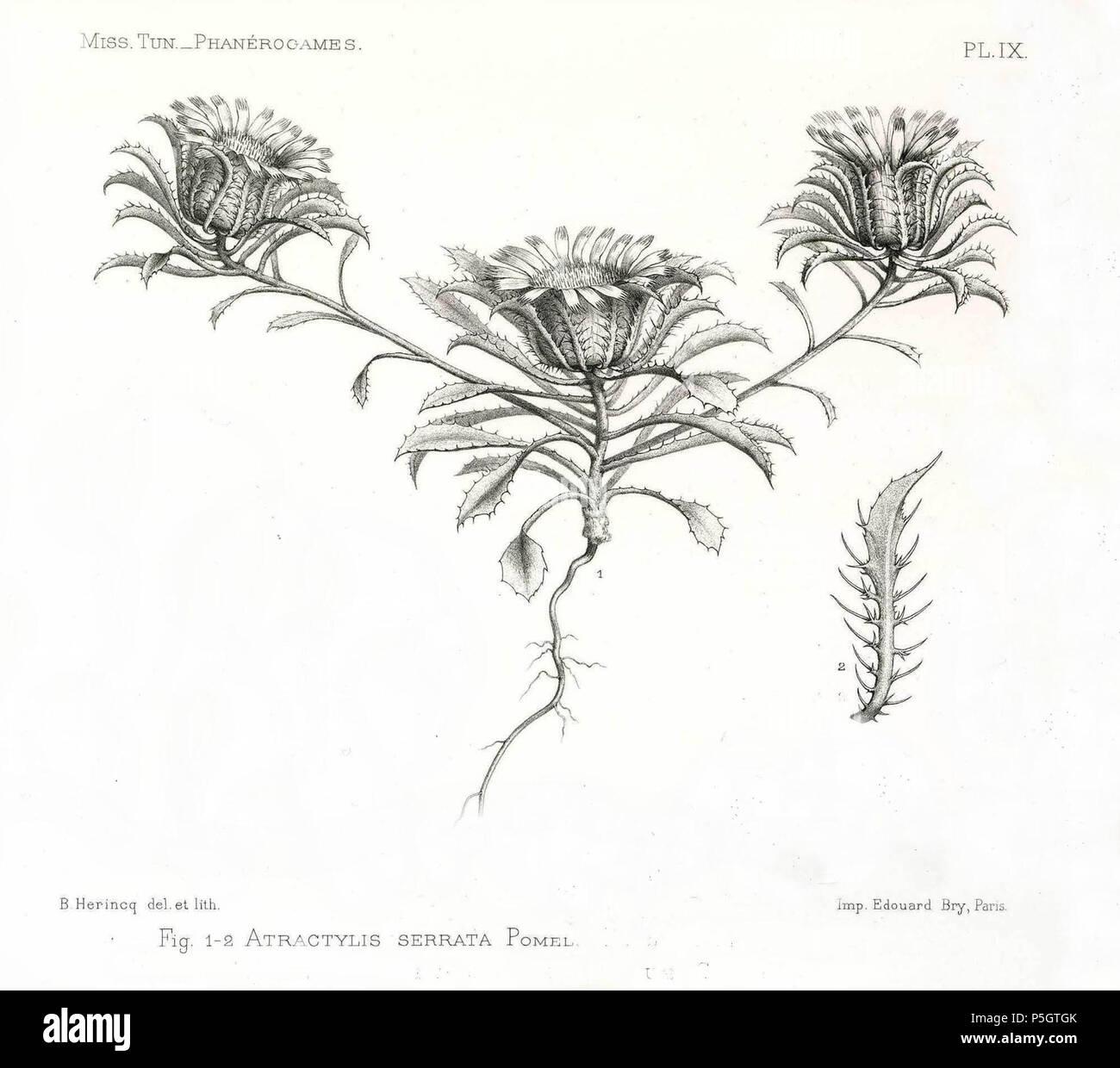 N/A. Español : Ilustración de Atractylis serrata : fig. 1-2 . (Chargé 1895 2013-10-07 21:31:51). Bonnet E. & Barratte J.F.G. Jacques Chirac 148 Atractylis serrata-001 Banque D'Images