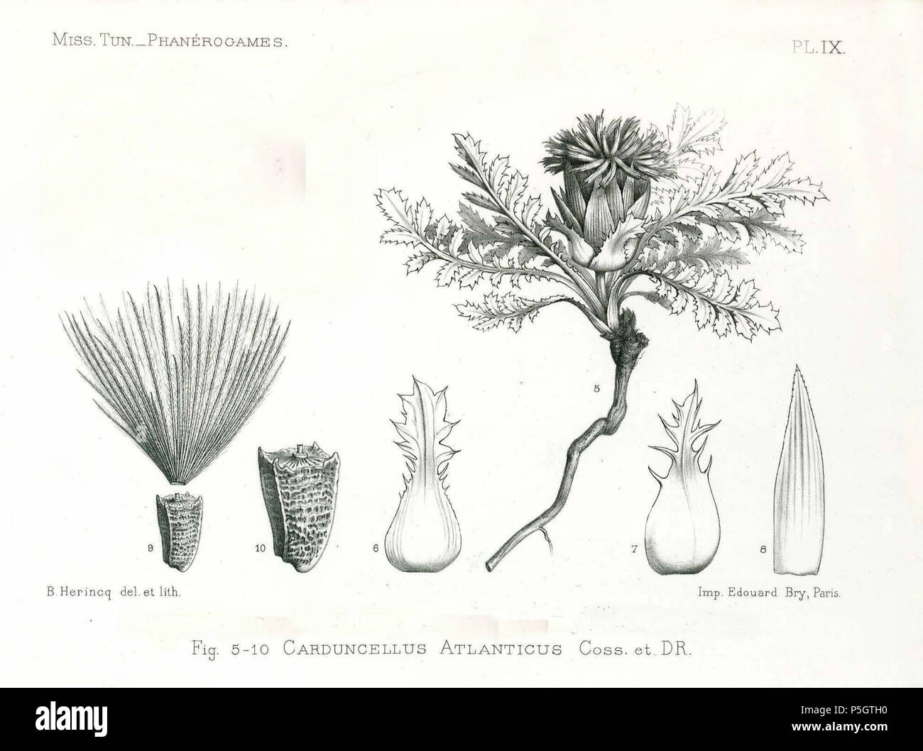 N/A. Español : Ilustración de Carthamus plumosus (Côme Carduncellus atlanticus) : fig. 5-10 . (Chargé 1895 2013-10-07 21:31:51). Bonnet E. & Barratte J.F.G. Jacques Chirac 148 Atractylis serrata Banque D'Images