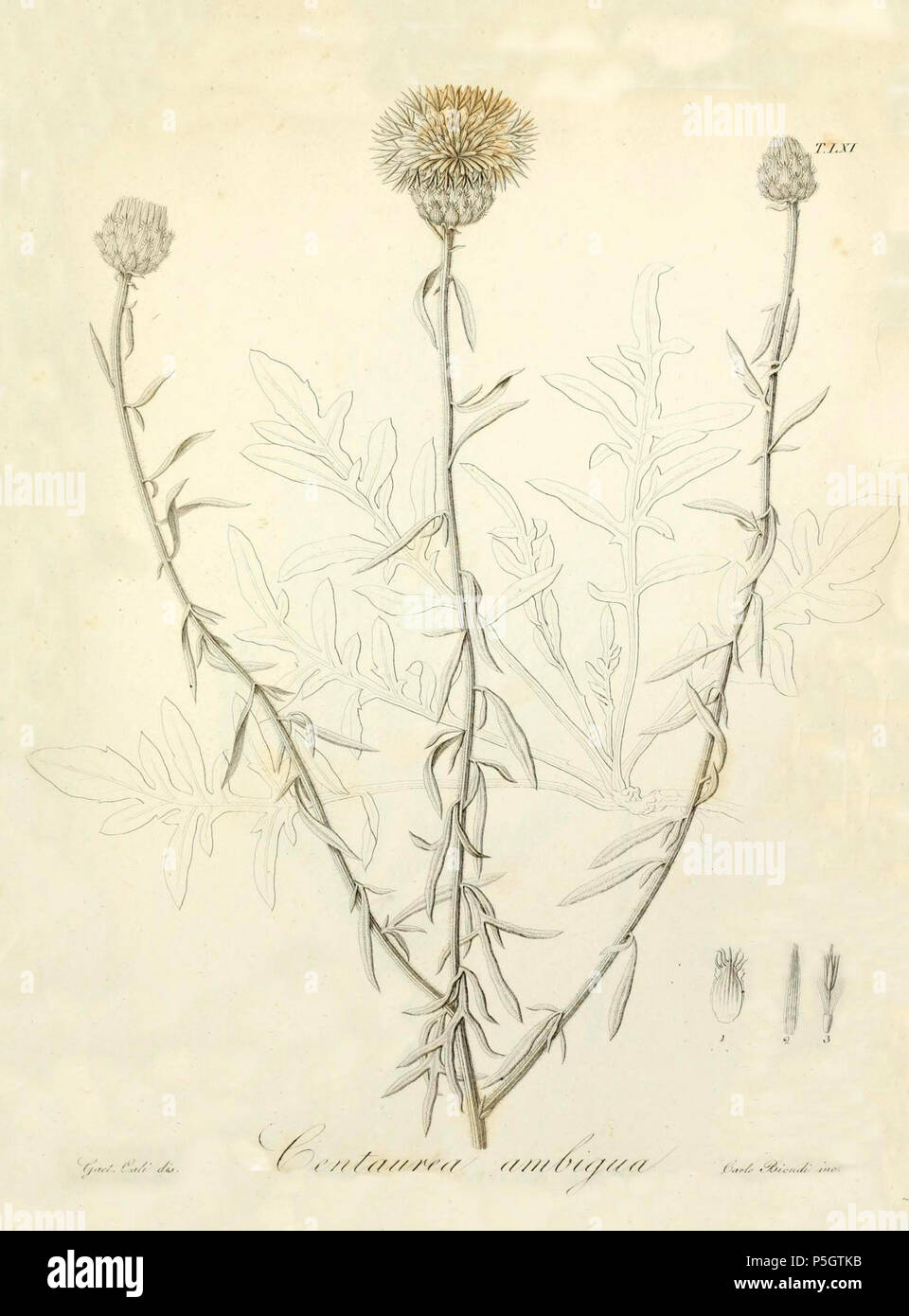 N/A. Español : Centaurea ambigua Guss. en Gussone, G., Plantae rariores. Icones, t. 61, 1826 . 1826. Gussone G., 261 C.ambigua-Guss.-1 Banque D'Images