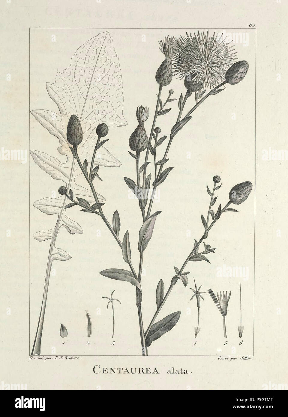 N/A. Español : Centaurea behen DC. Côme (Centaurea alata Lam.) FR Ventenat, E.P., Description des plantes nouvelles et peu connues, cultivées dans le jardin de J.M. Cels, p. 80 [1]y pl. 80, 1802 [2] - 1 : involucrales bráctea externa, 2 : bráctea interna involucrales ; 3 : flósculo periférico, 4 : flósculo interno, 5:idem con el limbo abierto , 6 : pistilo de un flósculo interno. 1802. Ventenat, E.P 261 C.behen-Ventenat-1 Banque D'Images