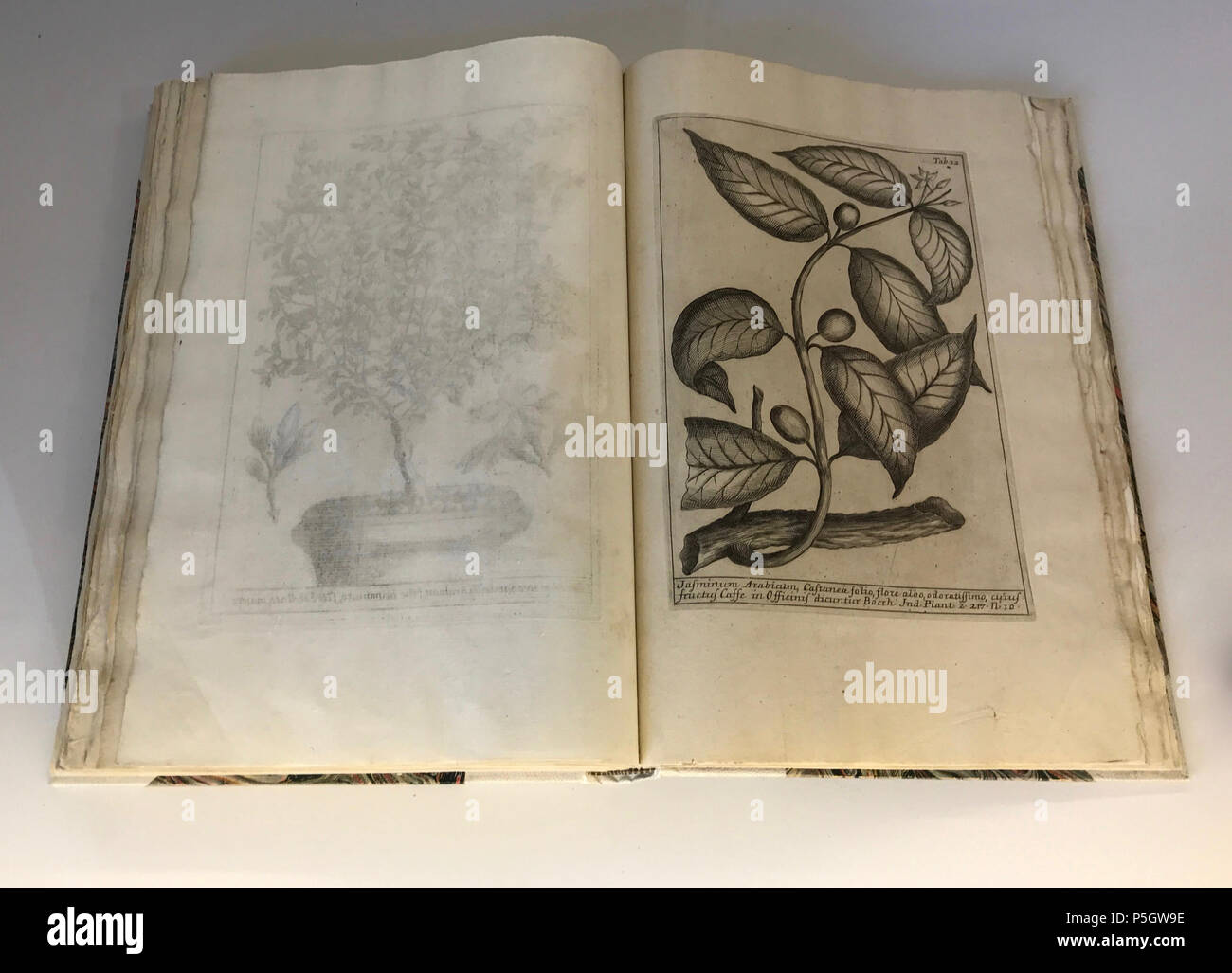 N/A. Italiano : Copia del Catalogus Plantarum Horti Pisani di Michelangelo Tilli del 1723 esposto al Museo botanico dell'Università di Pisa English : Catalogus Plantarum Horti Pisani de Michelangelo Tilli (1723) à l'Université de Pise musée botanique . 6 avril 2017, 12:23:46. Federigo Federighi 282 Catalogus Plantarum Horti Pisani Banque D'Images