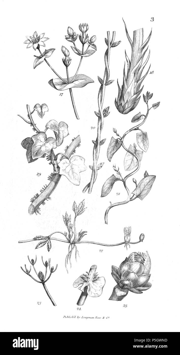 96 Une introduction à la botanique systématique et physiologiques - Planche 3 Banque D'Images
