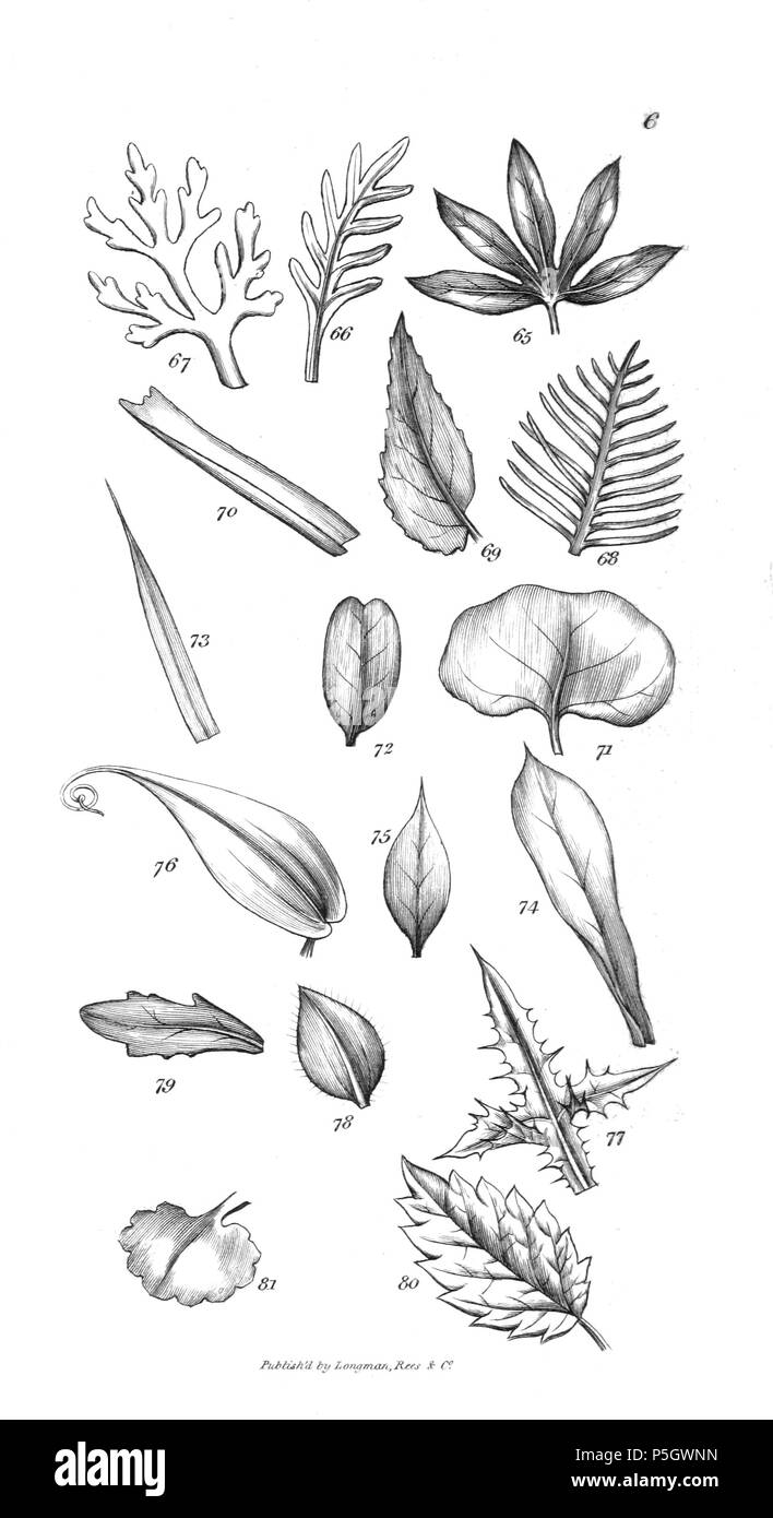96 Une introduction à la botanique systématique et physiologiques - Planche 6 Banque D'Images