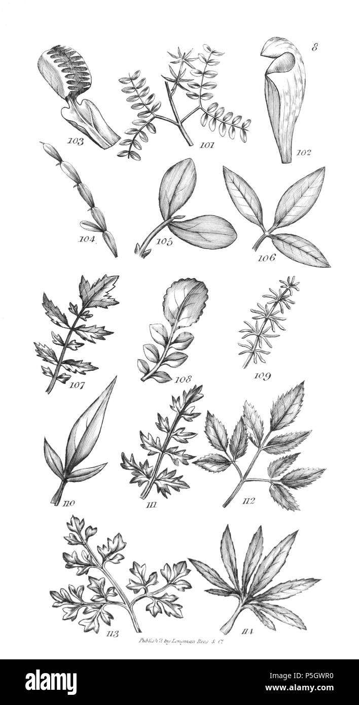 96 Une introduction à la botanique systématique et physiologiques - Planche 8 Banque D'Images