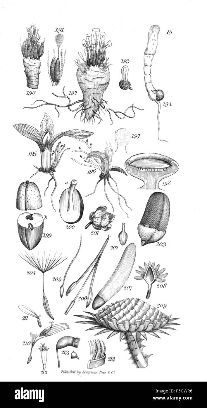 96 Une introduction à la botanique systématique et physiologiques - Planche 15 Banque D'Images