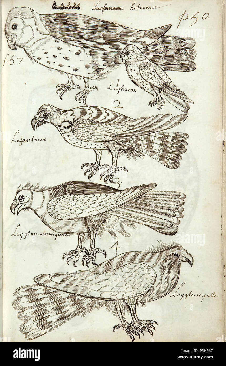 N/A. English : Codex canadensis, p. 50 1 Le Faucon hobereau Le Leyglon hautour 2 3 4 Laygle ameriquain royalle English : Hobby 1 Le Falcon 2 l'Autour des palombes 3 L'Américain 4 Le Royal Eagle . circa 1675-82. Louis Nicolas (1634 - ca. 1682) 362 Codex canadensis, p. 50 Banque D'Images