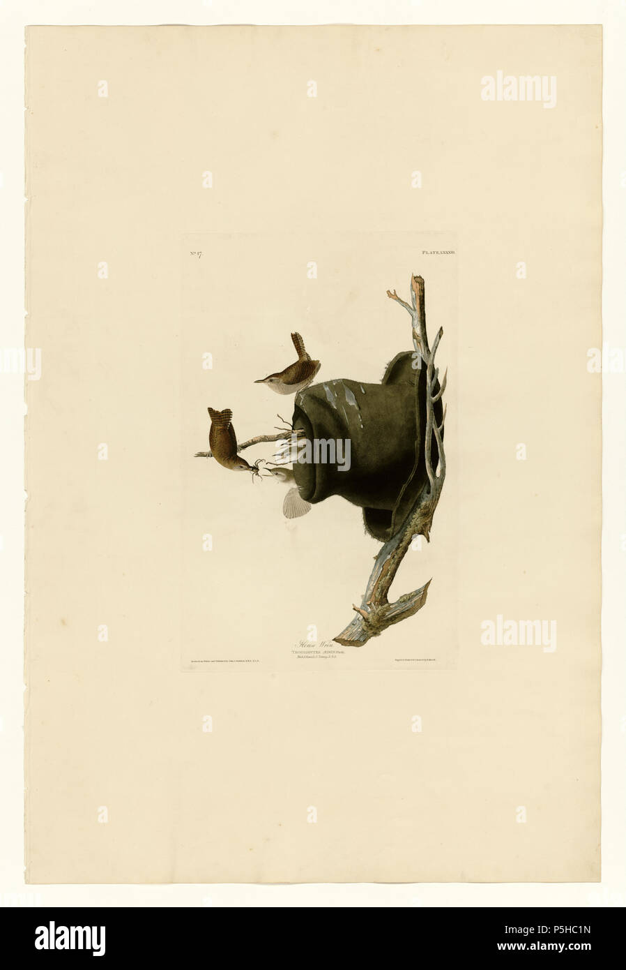 4283 House Wren Banque D'Images