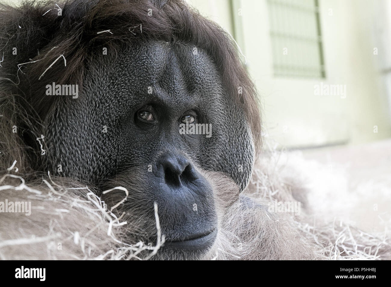 Orang-outan étendue sur le sol dans sa cage à Munich zoo Hellabrunn Banque D'Images