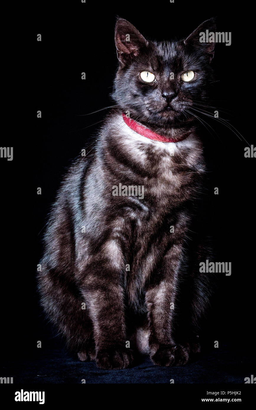 Chat Majestueux Sur Fond Noir Photo Stock Alamy