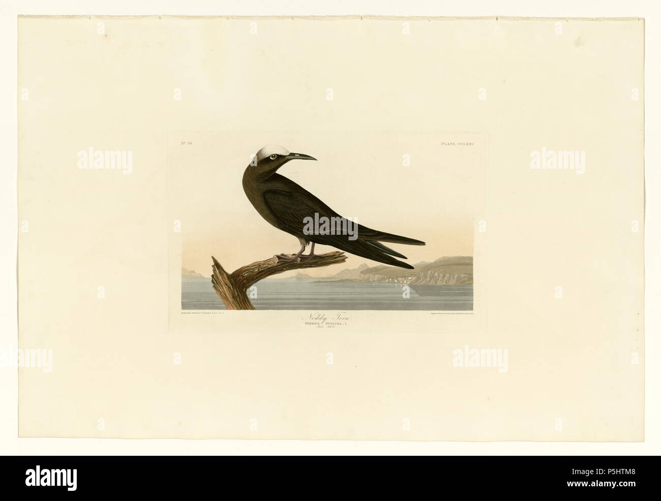 36275 Noddy Tern Banque D'Images