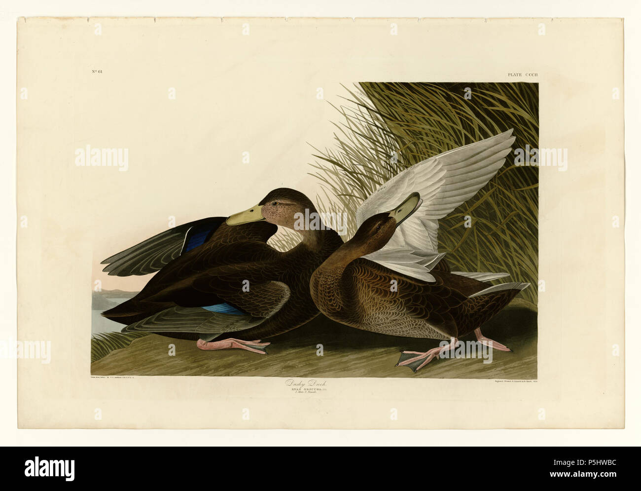 37 302 Canard noirâtre Banque D'Images