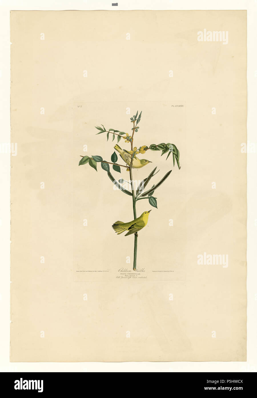 3735 Children's Warbler Banque D'Images