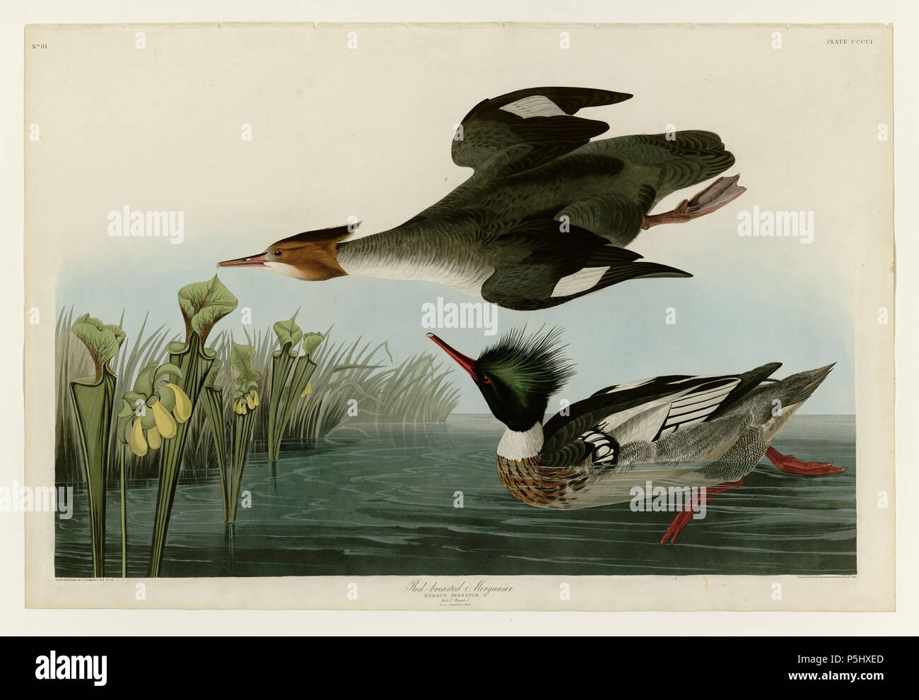 39401 Red-breasted Merganser Banque D'Images