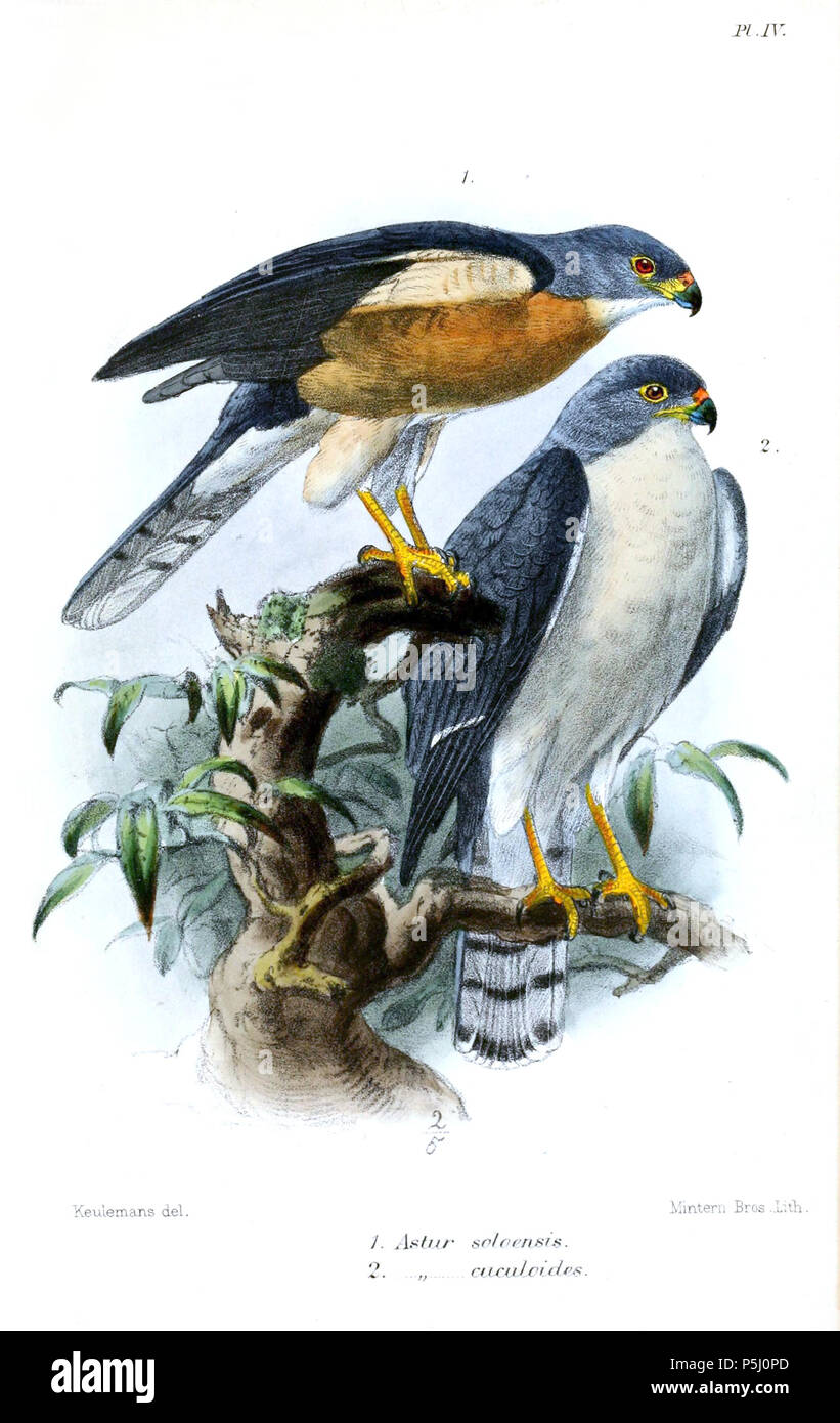 N/A. 1. (Ci-dessus) Astur soloensis Latte.  = Accipiter soloensis (Horsfield, 1821) (adulte) 2. (Ci-dessous) [Roma] cuculoides Temm.  = Accipiter soloensis (Horsfield, 1821) (adulte) : Anglais Chinois chinois jaune ou Autour des palombes . 1874. John Gerrard Keulemans (1842-1912) Alternative Names Johannes Gerardus Keulemans ; J. G. Keulemans ornithologue néerlandais Description et l'artiste Date de naissance/décès 8 Juin 1842 29 décembre 1912 Lieu de naissance/décès Rotterdam London Authority control : Q1335286 VIAF:42113661 ISNI:0000 0000 6313 981X ULAN:500041975 RCAC:no98083374 ALN:35268760 riche WorldCat Banque D'Images