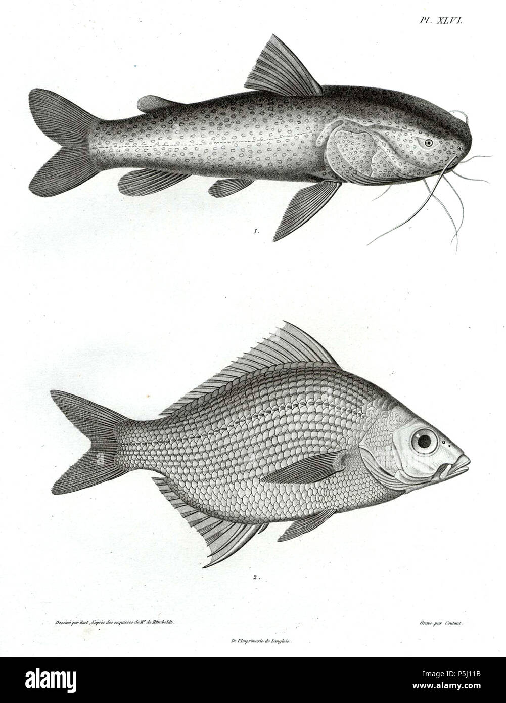 57 Actinopterygii-Humboldt-T046 Banque D'Images