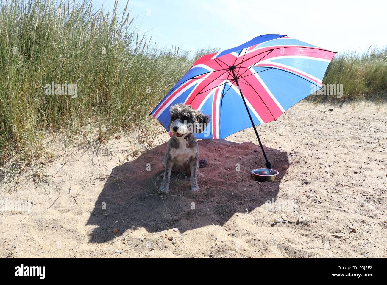 Heacham, Norfolk, Royaume-Uni. 26 Juin, 2018. Cookie le cockapoo conserve chien cool sur la plage sous un parapluie comme le soleil chaud à Heacham, Norfolk, le 26 juin 2018. Crédit : Paul Marriott/Alamy Live News Banque D'Images