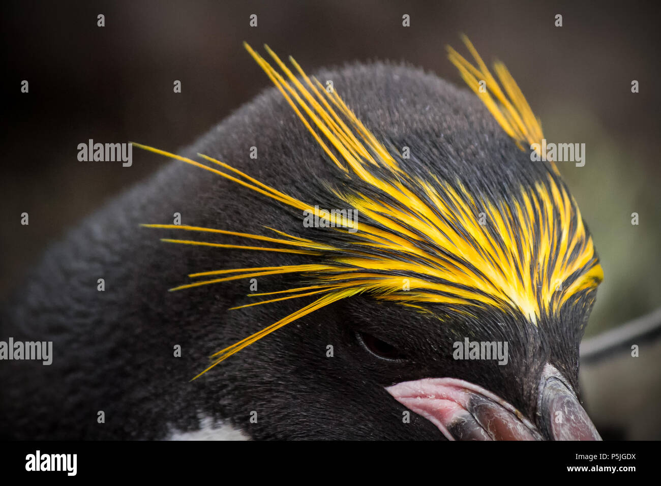 Macaroni Penguin - close up des plumes de la tête couleur Banque D'Images