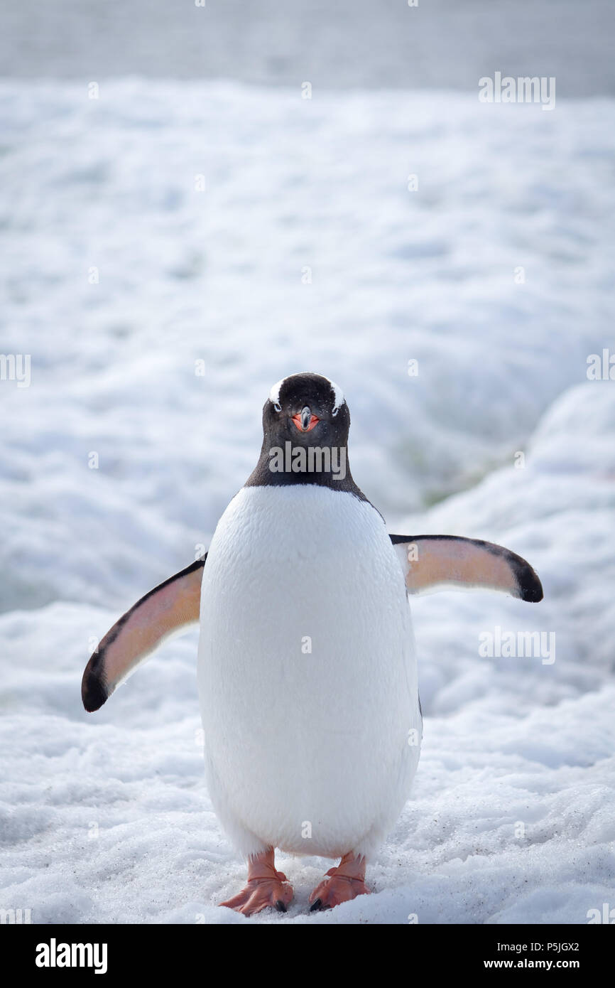 Gentoo pingouin, l'Antarctique Banque D'Images