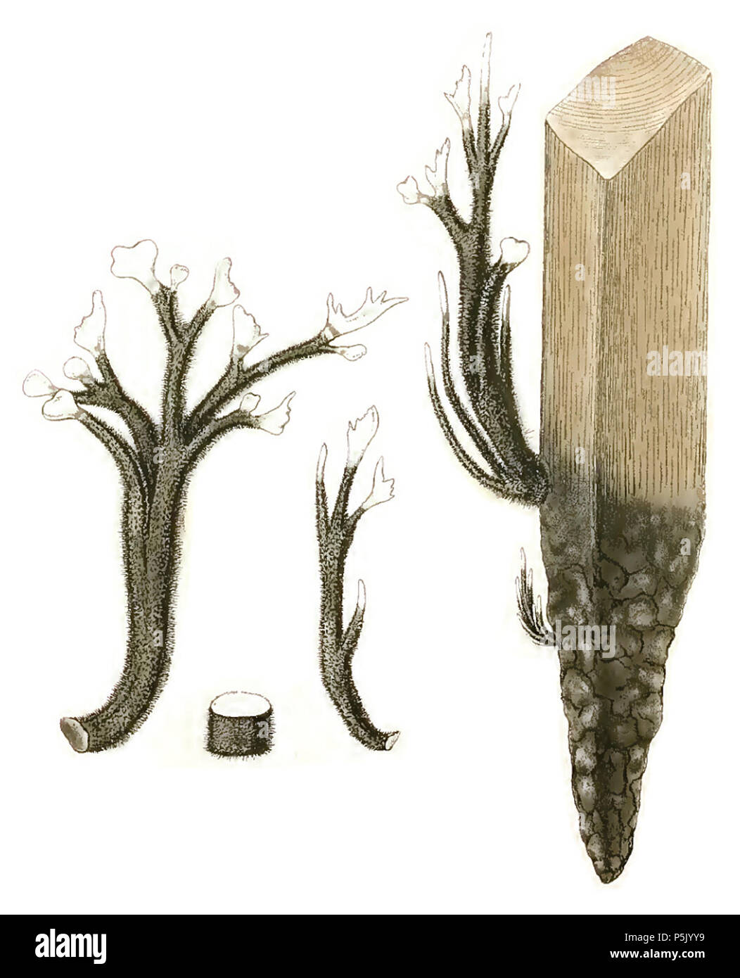 N/A. Anglais : Xylaria hypoxylon Deutsch : Geweihförmige Holzkeule (Xylaria hypoxylon) . 1780. Jean Baptiste François Pierre Brisson (1742-1793) Noms alternatifs Jean Baptiste François Pierre Brisson médecin, botaniste Français Description et mycologue Date de naissance/Décès Jeu 24 Novembre 1752 26 septembre 1793 Lieu de naissance/décès Aubepierre-en-Barrois Haute-Marne Paris contrôle d'autorité : Q1246173 VIAF:59866551 ISNI:0000 0000 8386 7603 RCAC:n:NLA83188729 36022482:botaniste et Bull. 1780 Xylaria hypoxylon WorldCat 25 Banque D'Images