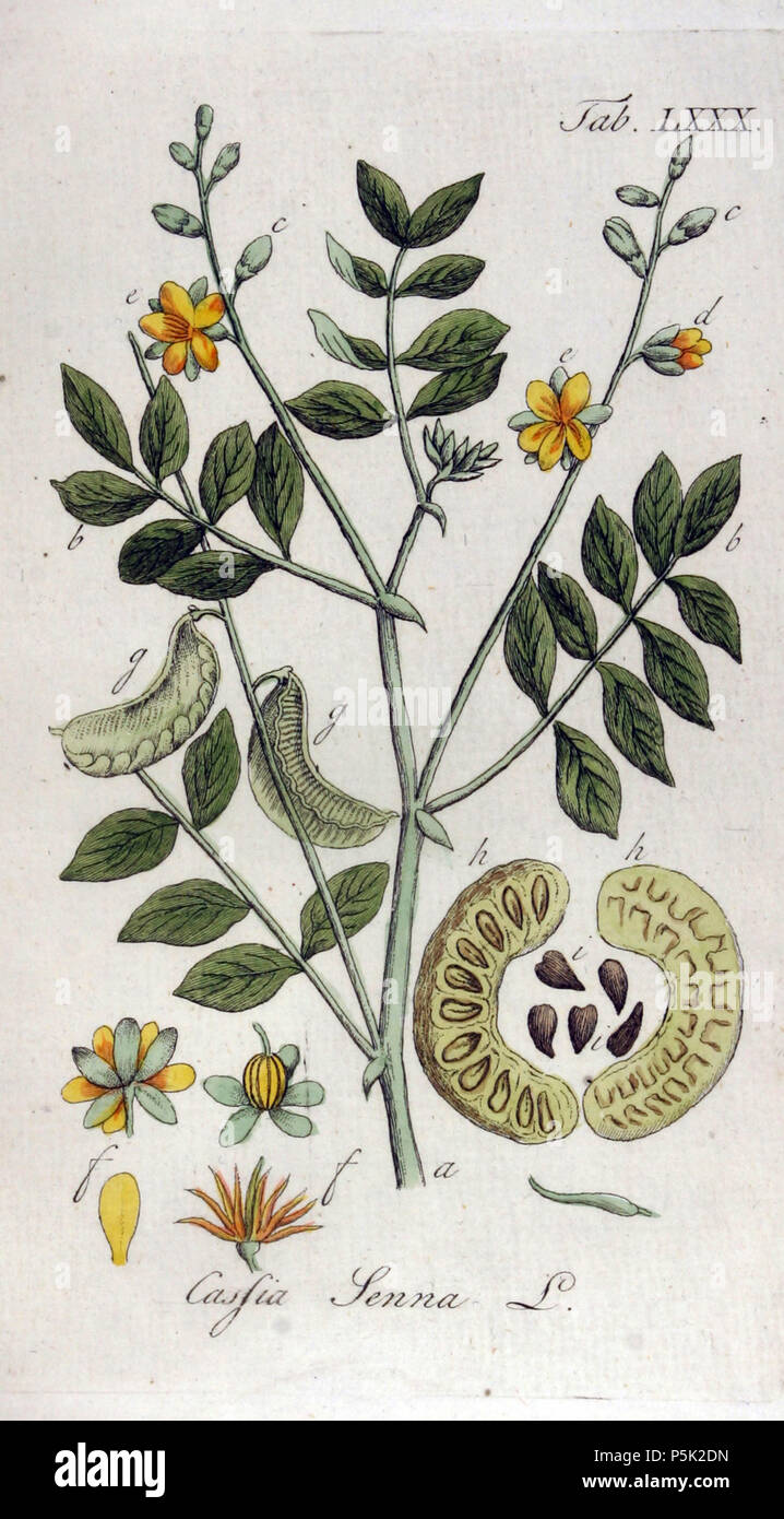 N/A. Senna alexandrina ( = Cassia senna). Onglet. 80 . 1813. Cassia senna 281 Adolphus Ypey Ypey80-original Banque D'Images