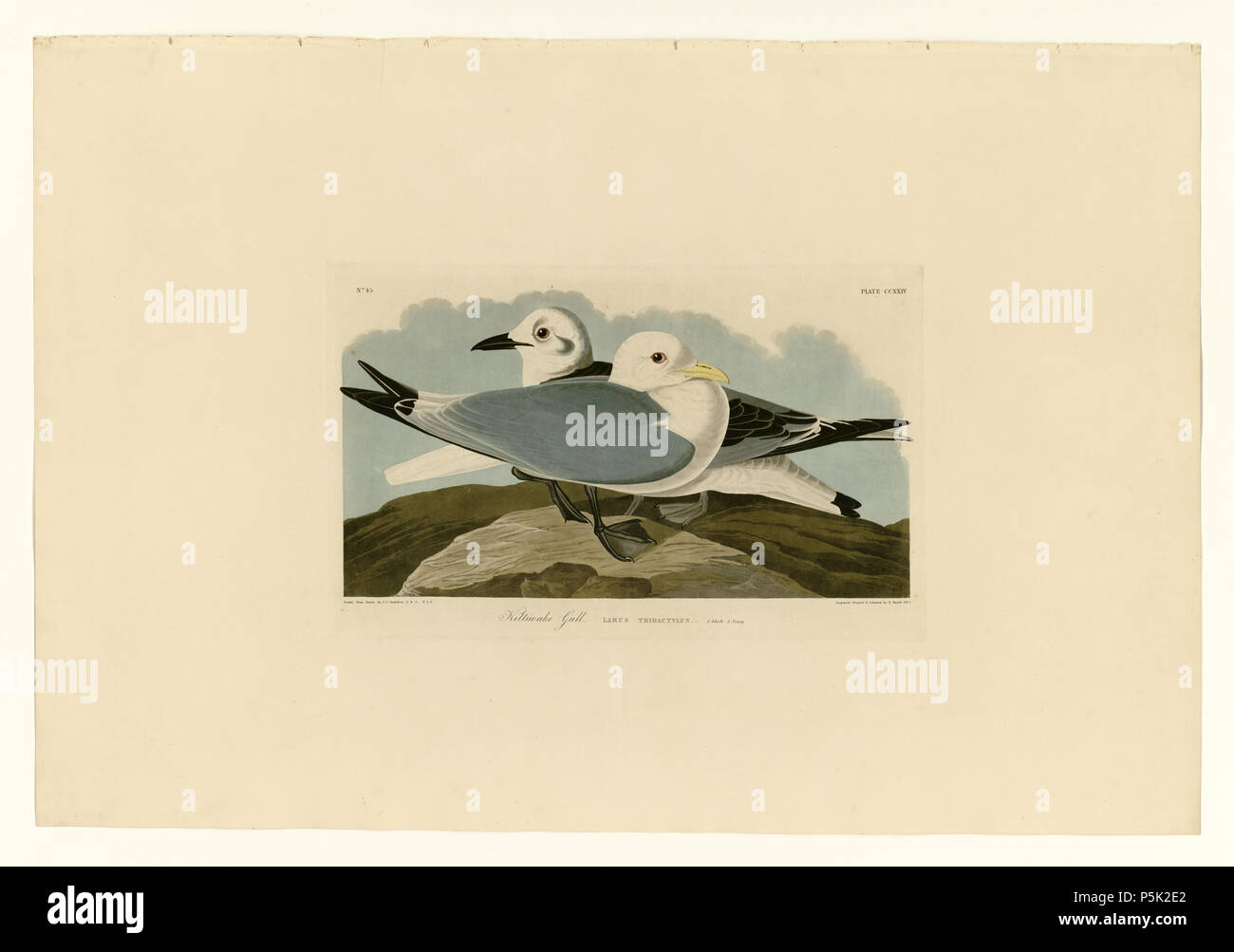 35224 Gull Kittiwake Banque D'Images
