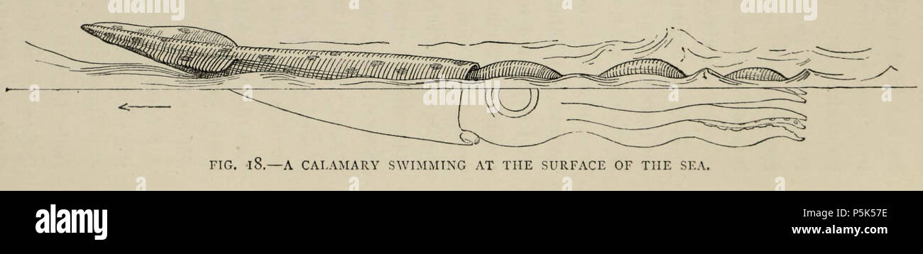 N/A. Henry Lee a suggéré le calmar géant pour expliquer la "serpent" vu par l'équipage du HMS Daedalus en 1848. 1883. Henry Lee (1826-1888) 42 Une calamary nager à la surface de la mer Banque D'Images